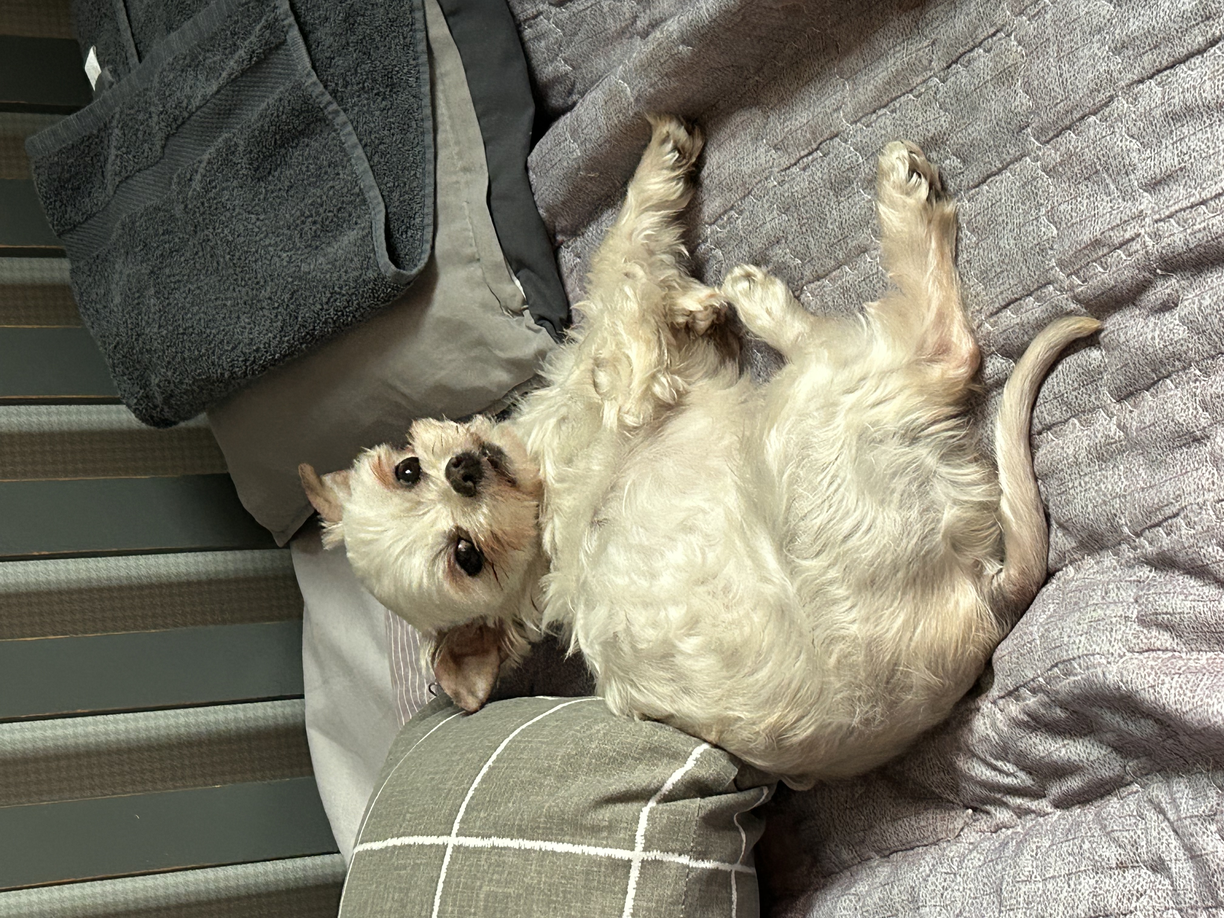 예뽕이일주일차