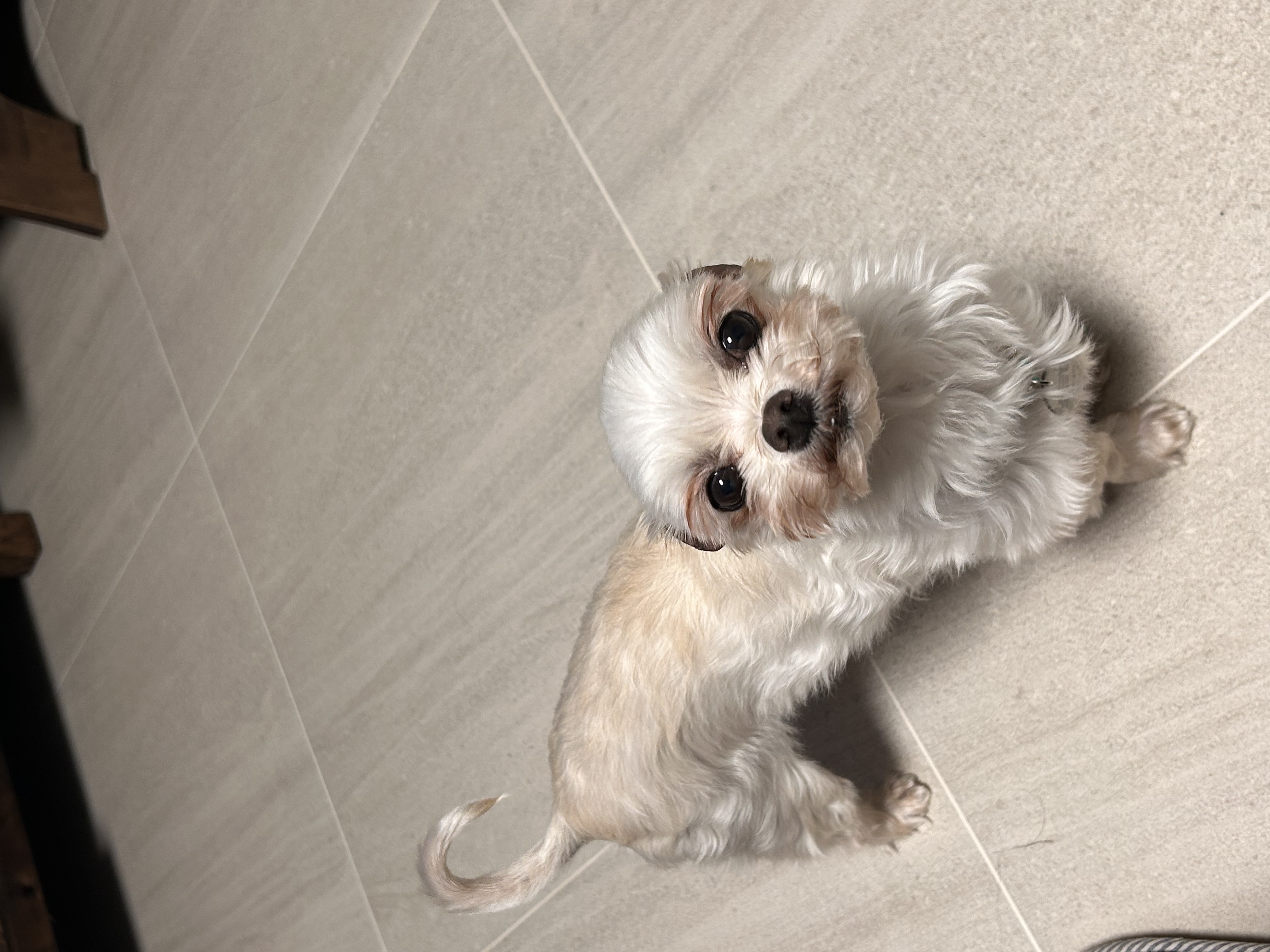 예뽕이일주일차