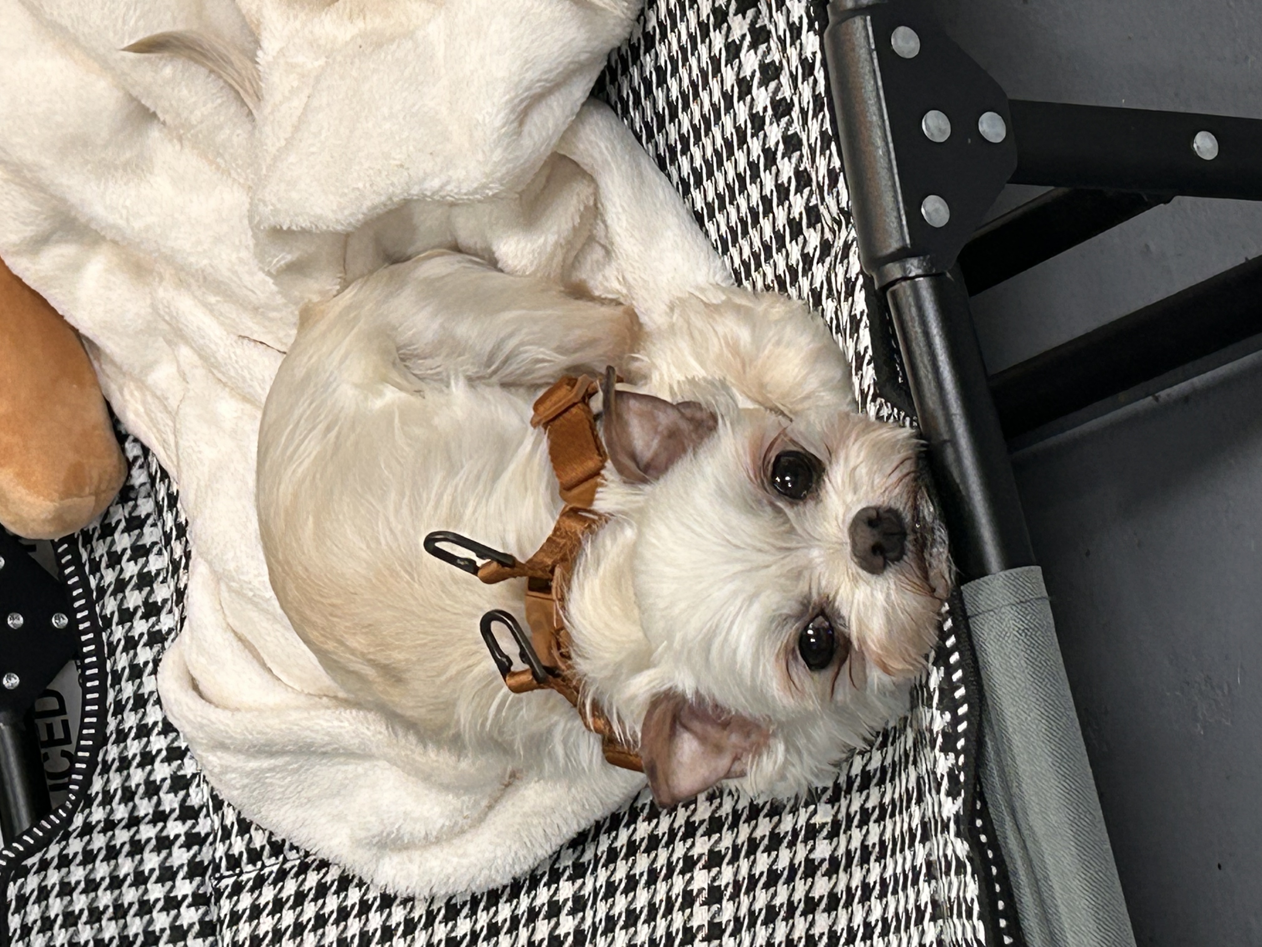 예뽕이일주일차