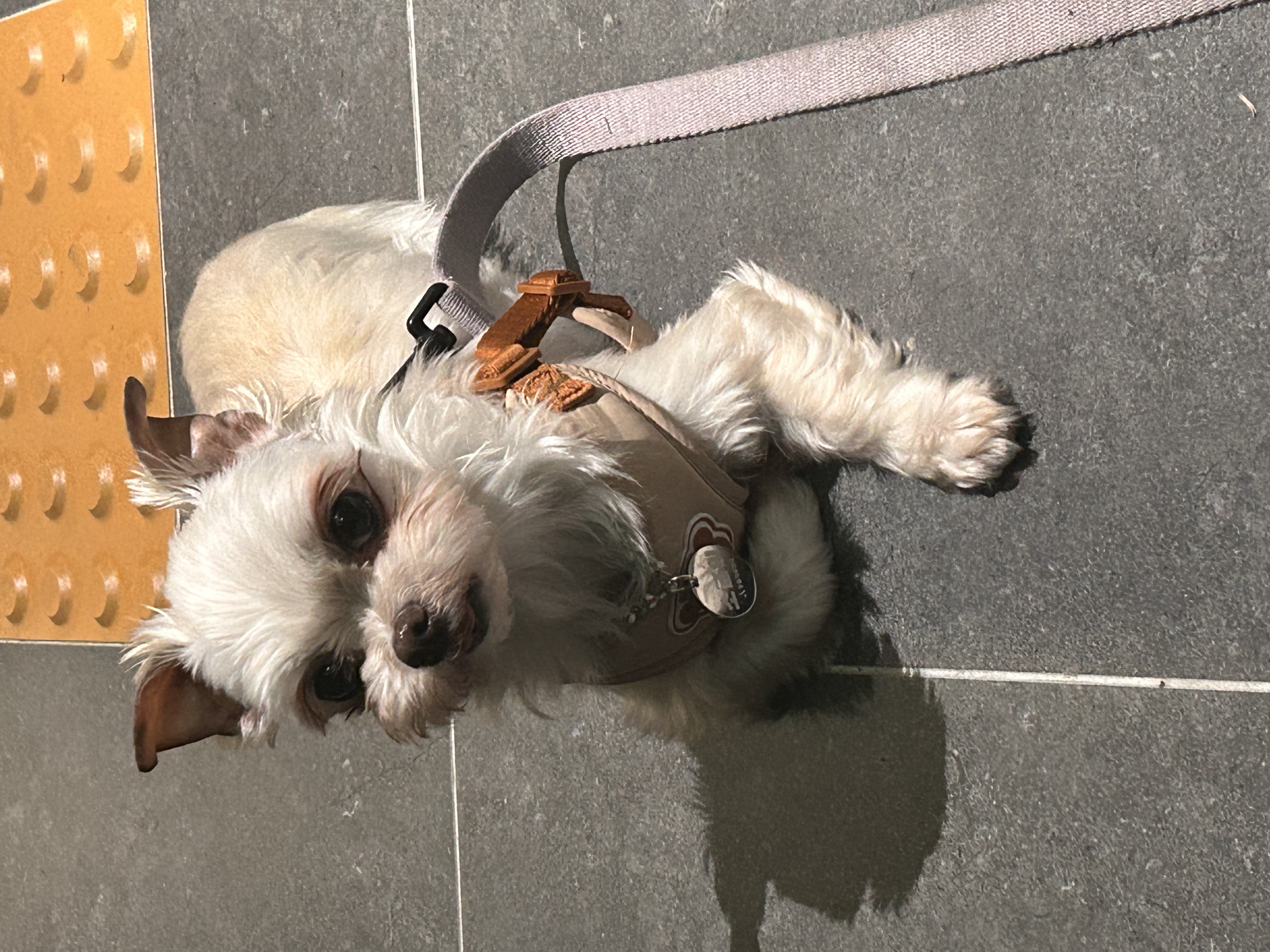 예뽕이일주일차