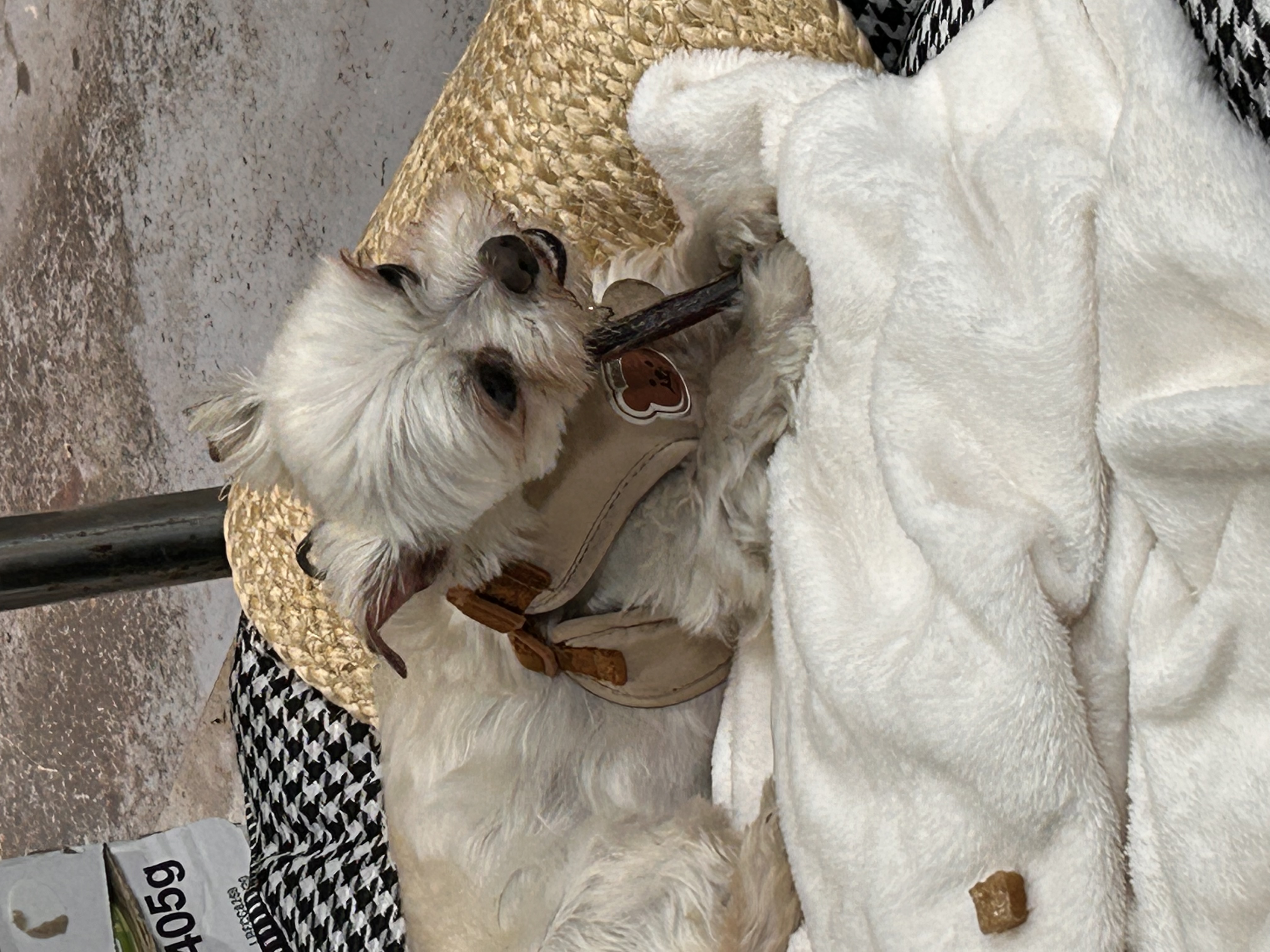 예뽕이일주일차