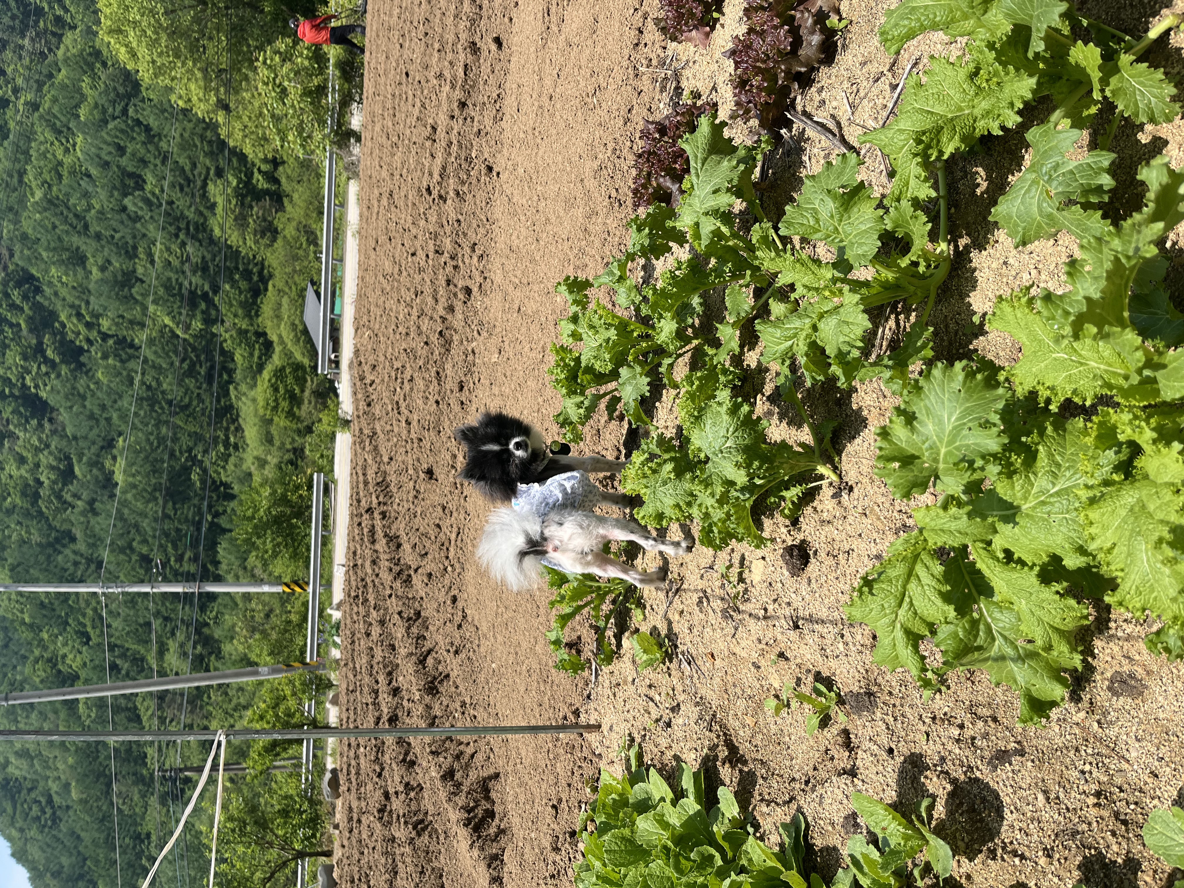 보령번식장-25 퐁퐁이 한달후기요~