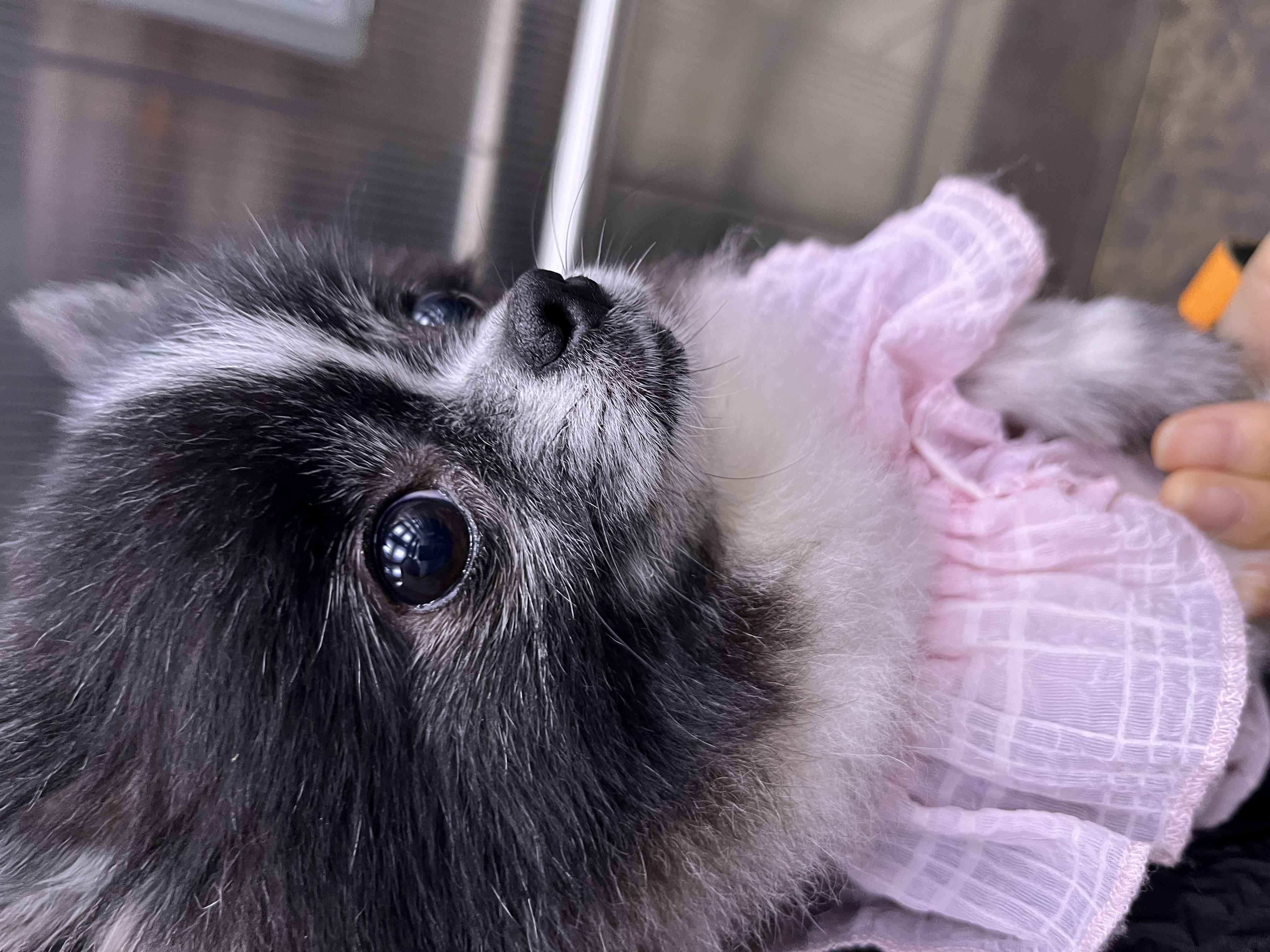 보령번식장-25 퐁퐁이 한달후기요~