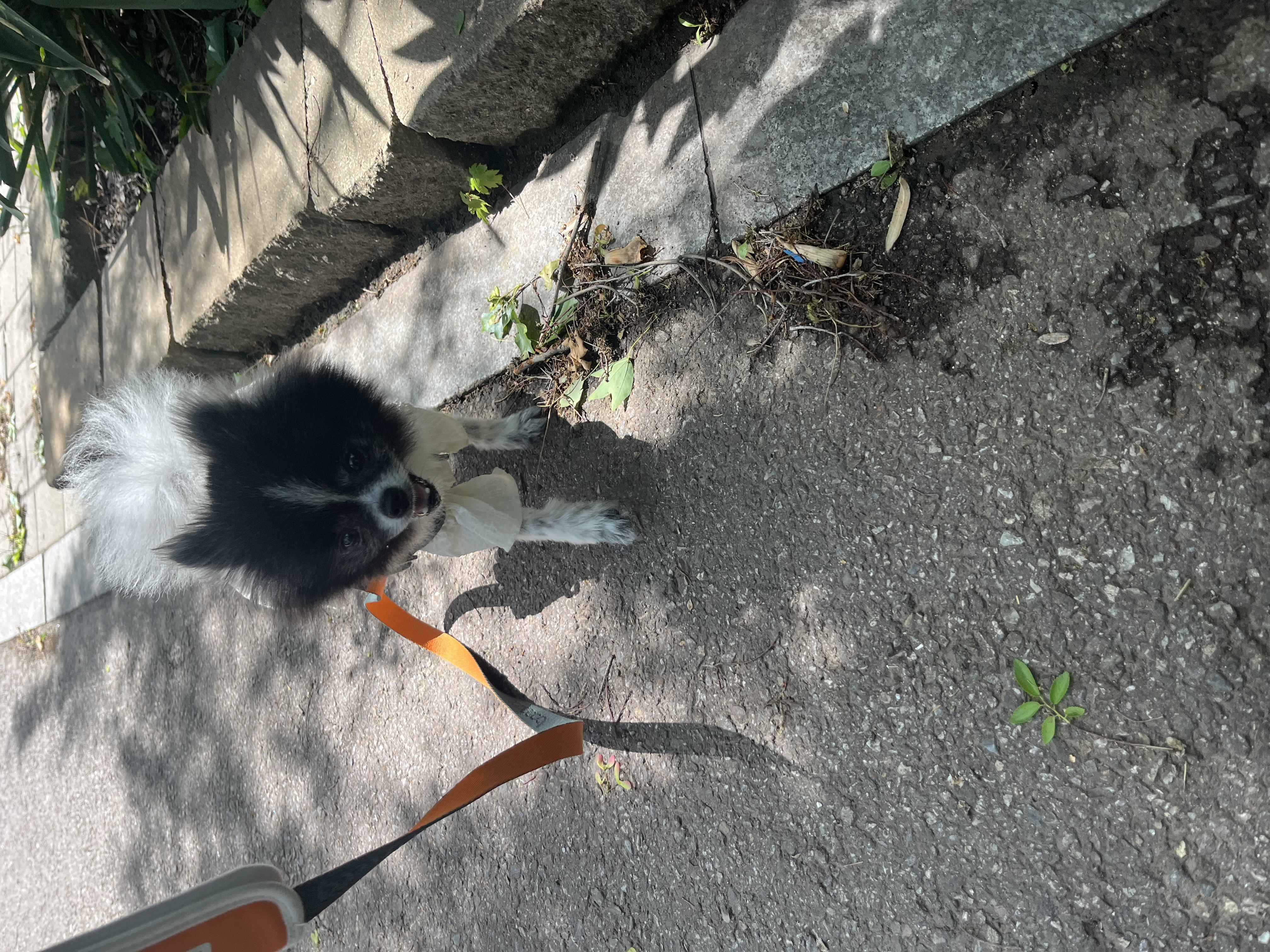 보령번식장-25 퐁퐁이 한달후기요~