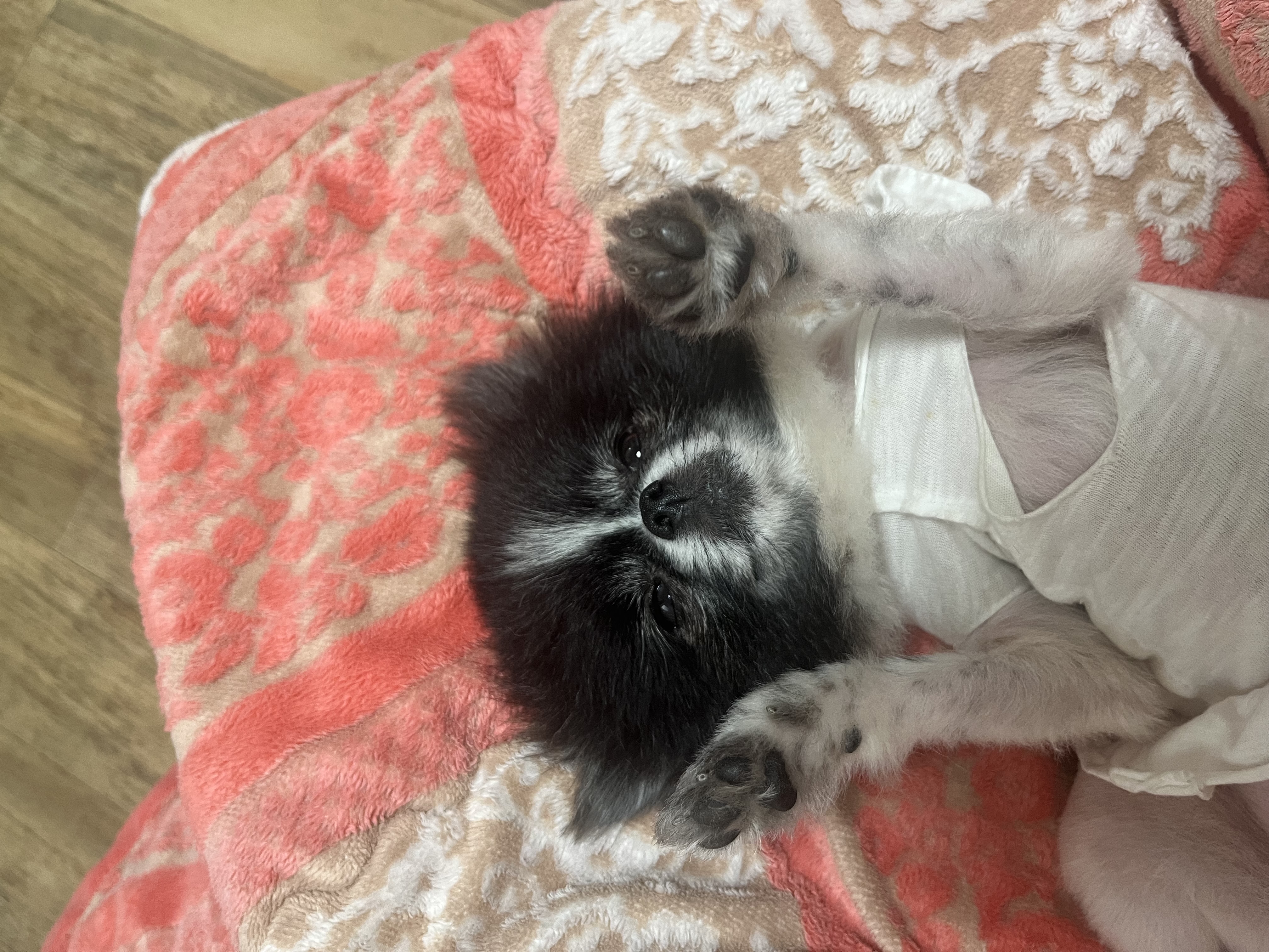 보령번식장-25 퐁퐁이 한달후기요~