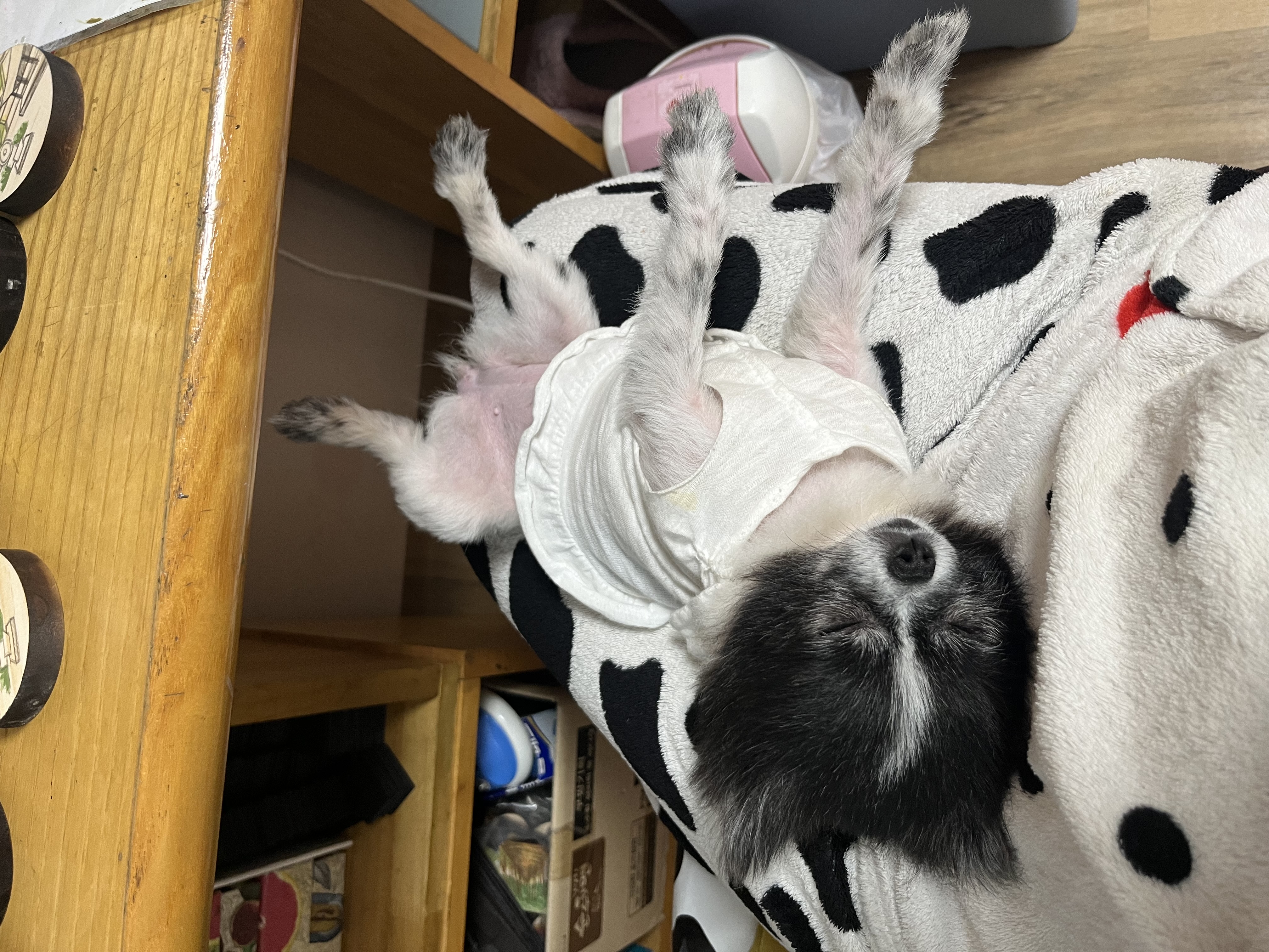 보령번식장-25 퐁퐁이 한달후기요~