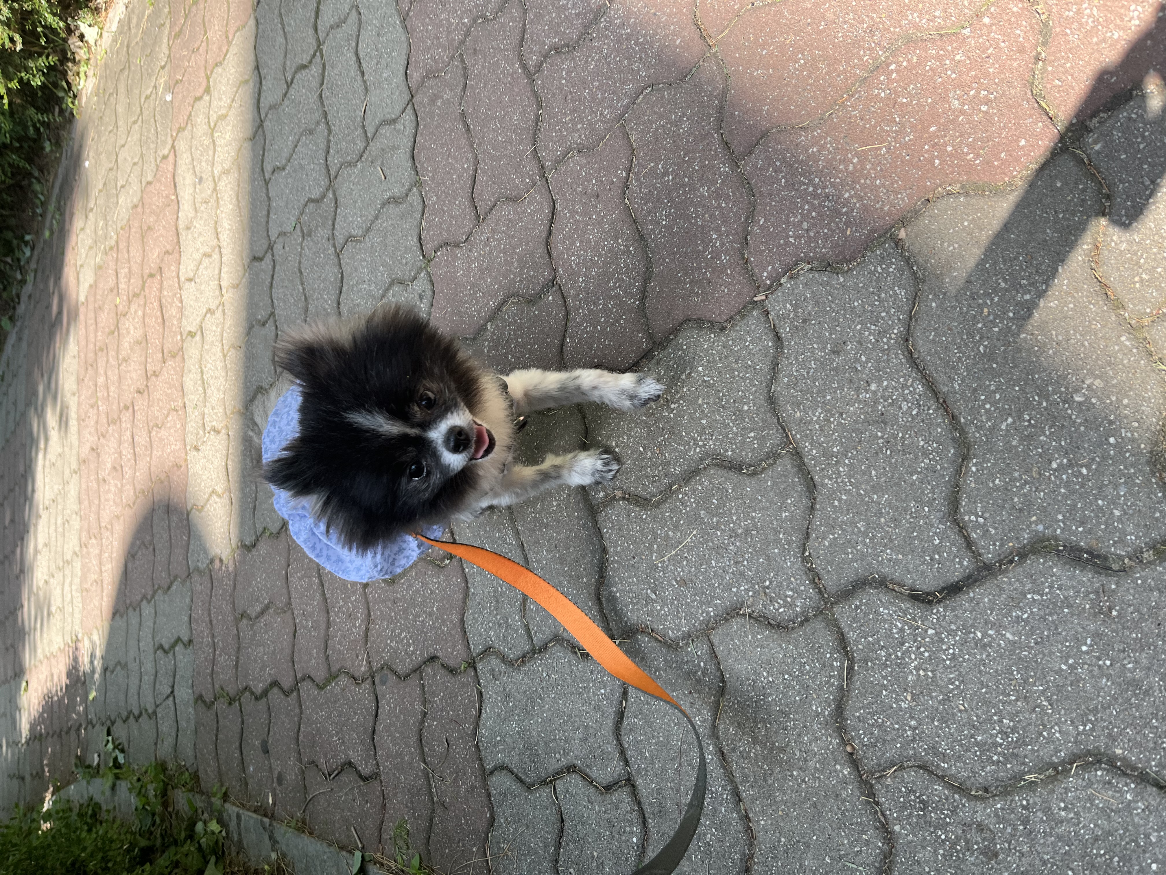 보령번식장-25 퐁퐁이 한달후기요~