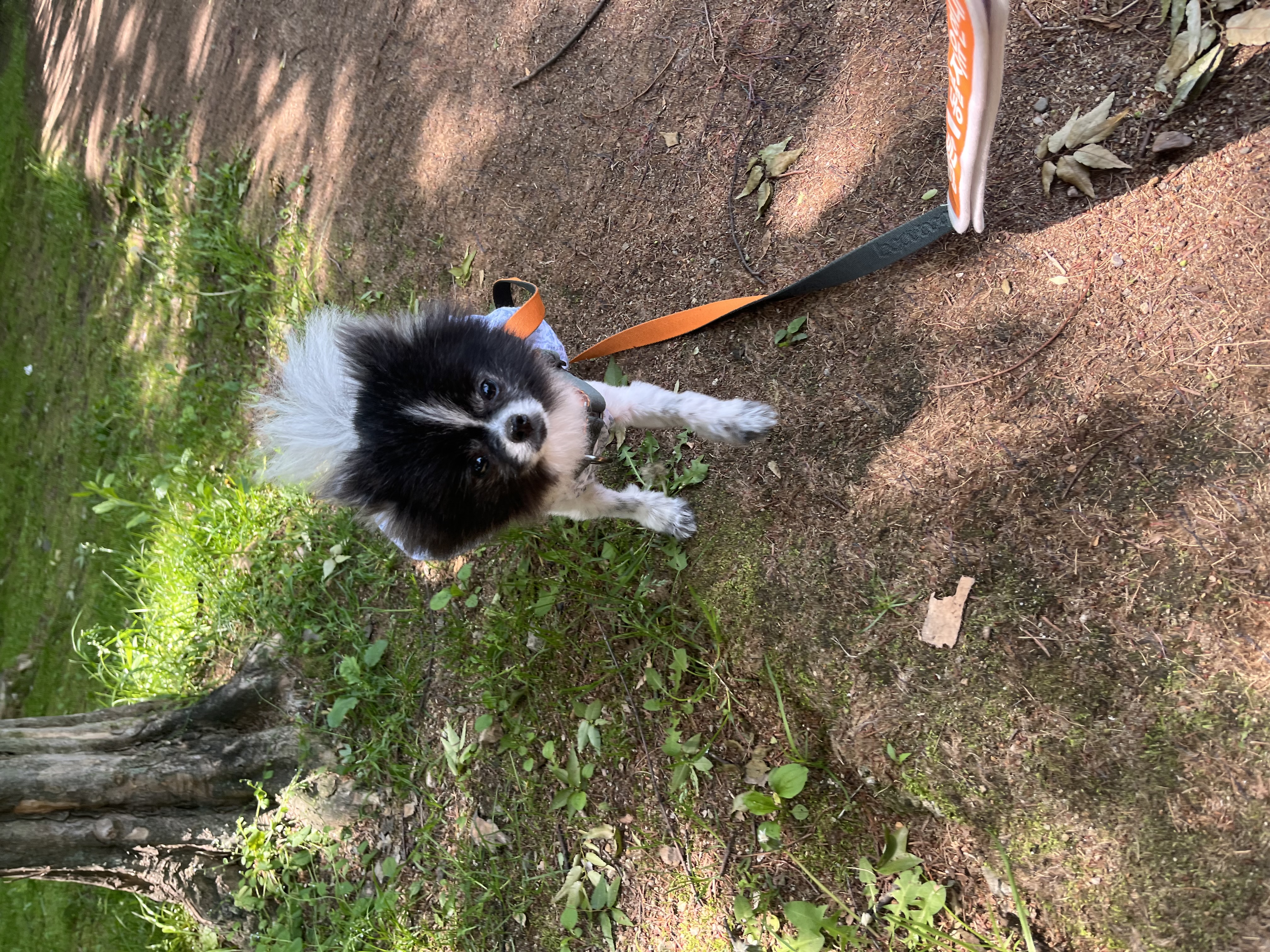 보령번식장-25 퐁퐁이 한달후기요~