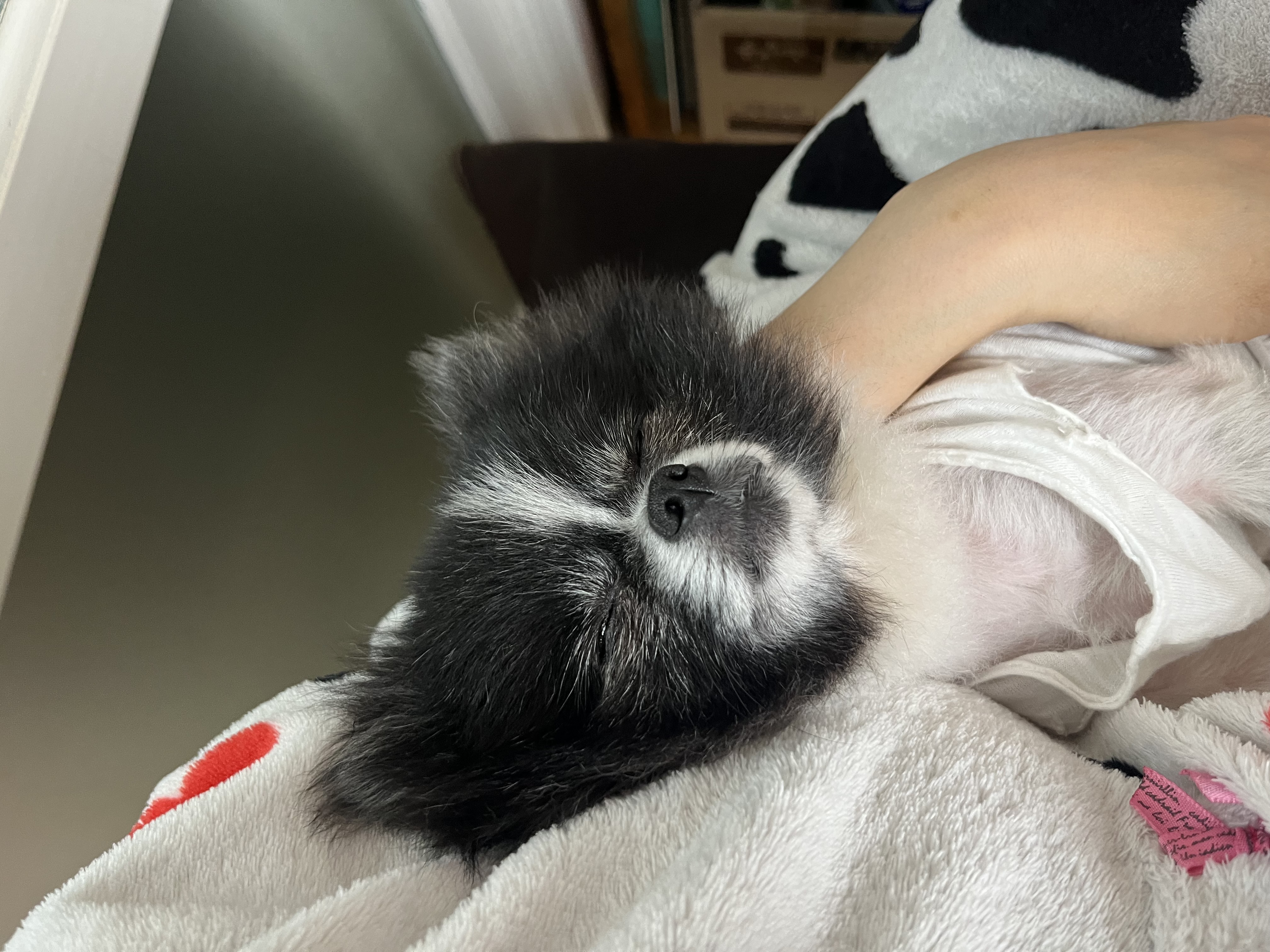 보령번식장-25 퐁퐁이 한달후기요~