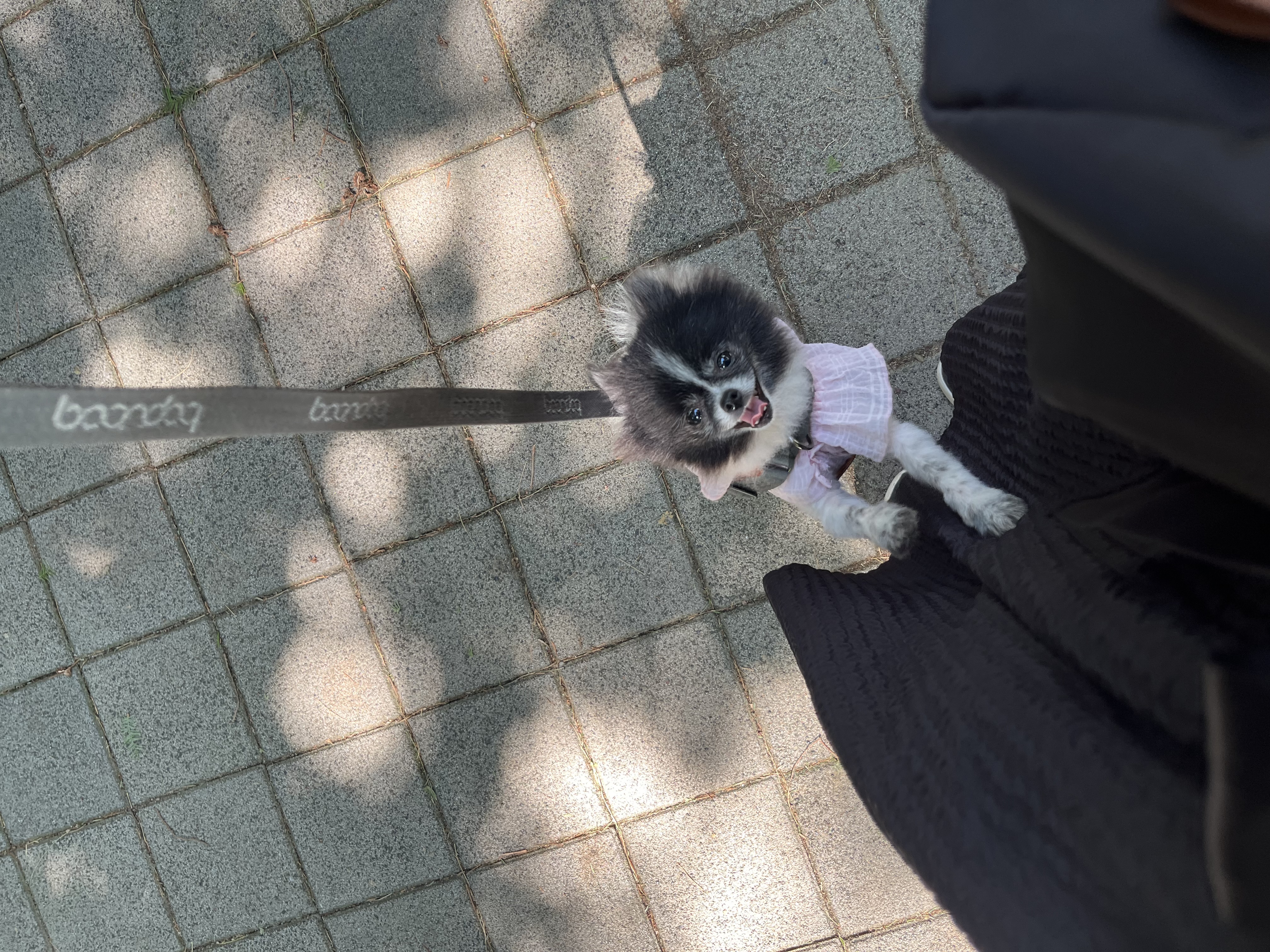 보령번식장-25 퐁퐁이 한달후기요~