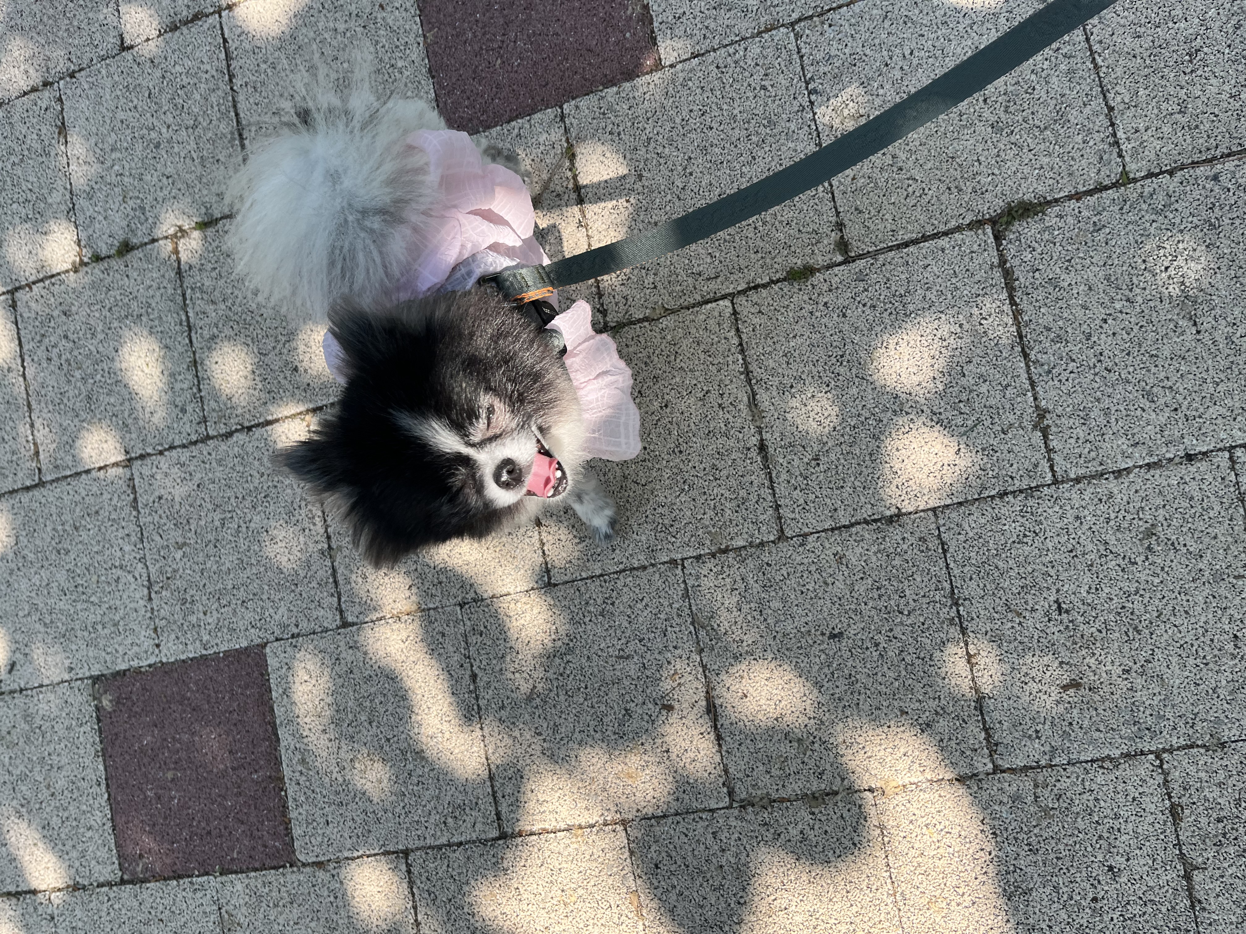 보령번식장-25 퐁퐁이 한달후기요~