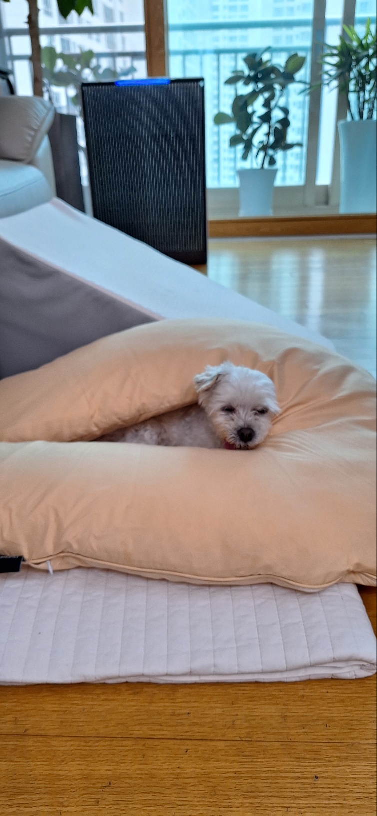 바로 첫 산책날