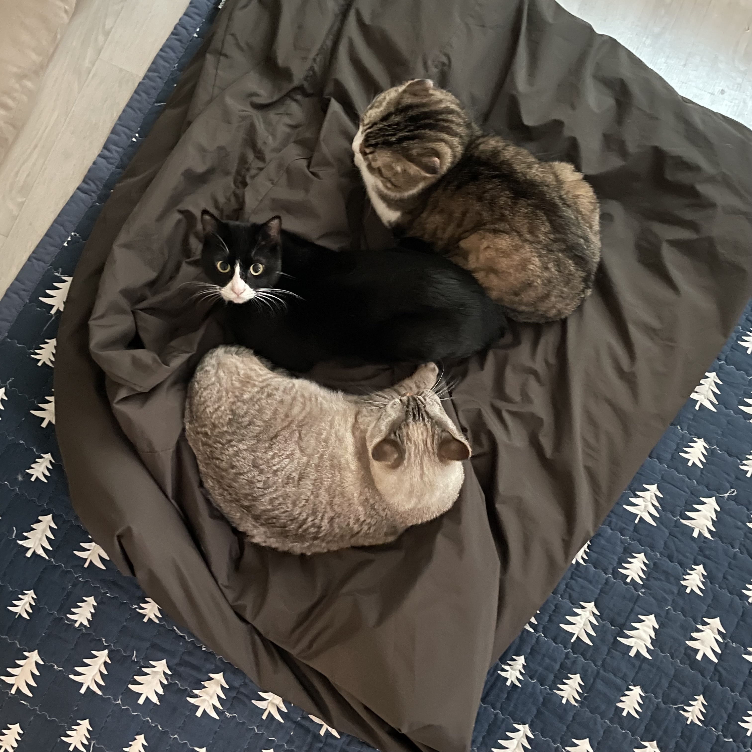 설이 (구, 쮸니) 입양 3개월 후기