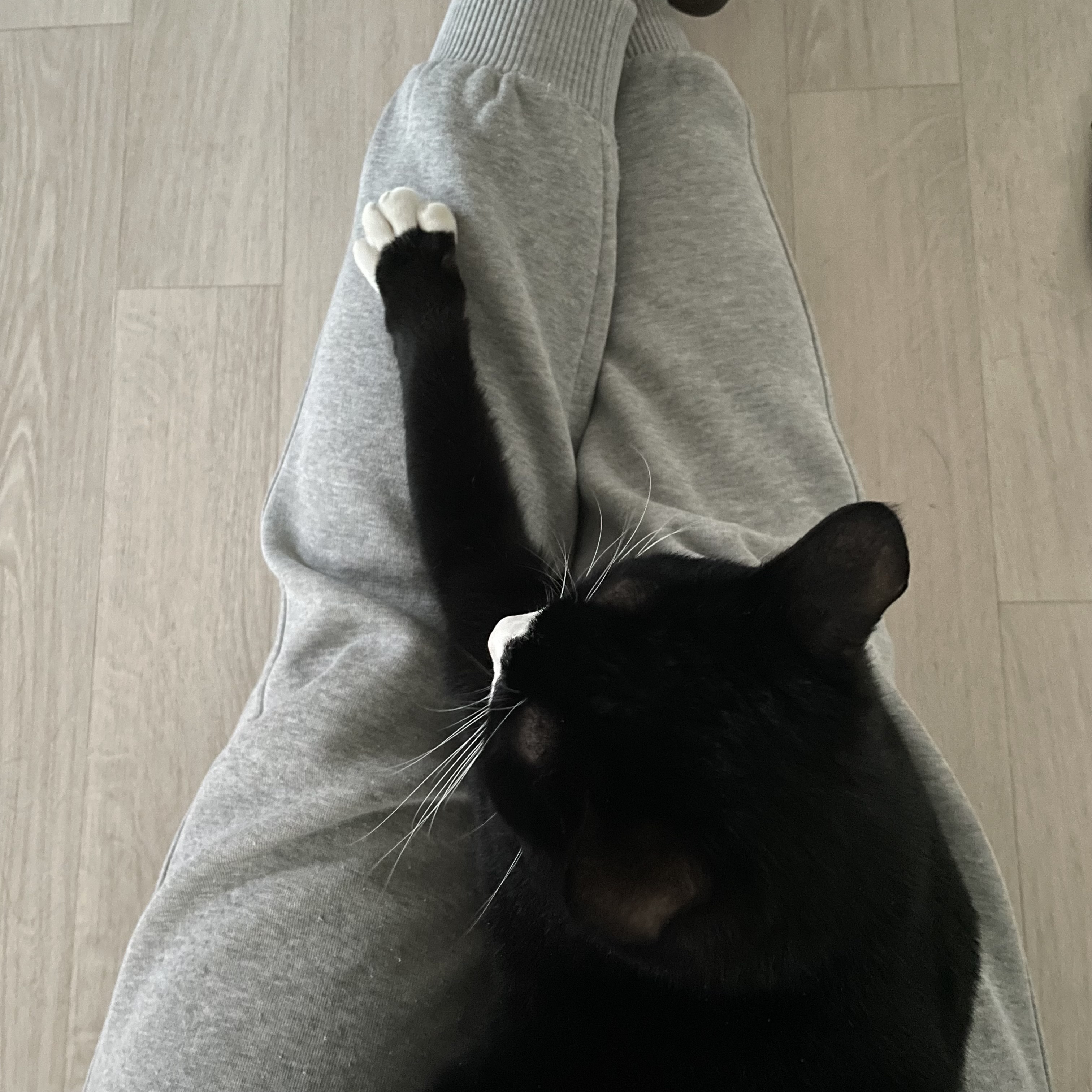 설이 (구, 쮸니) 입양 3개월 후기