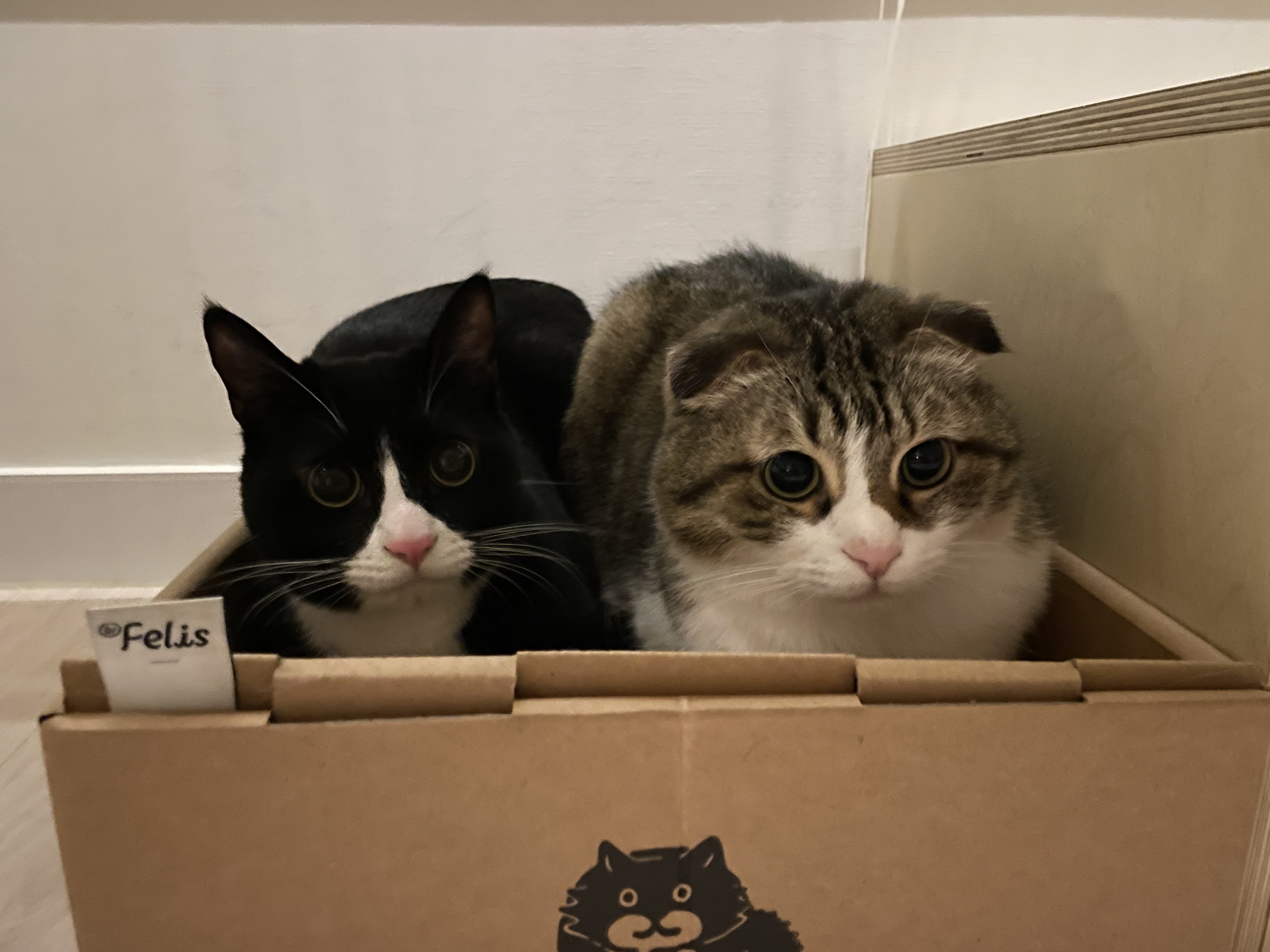 설이 (구, 쮸니) 입양 3개월 후기