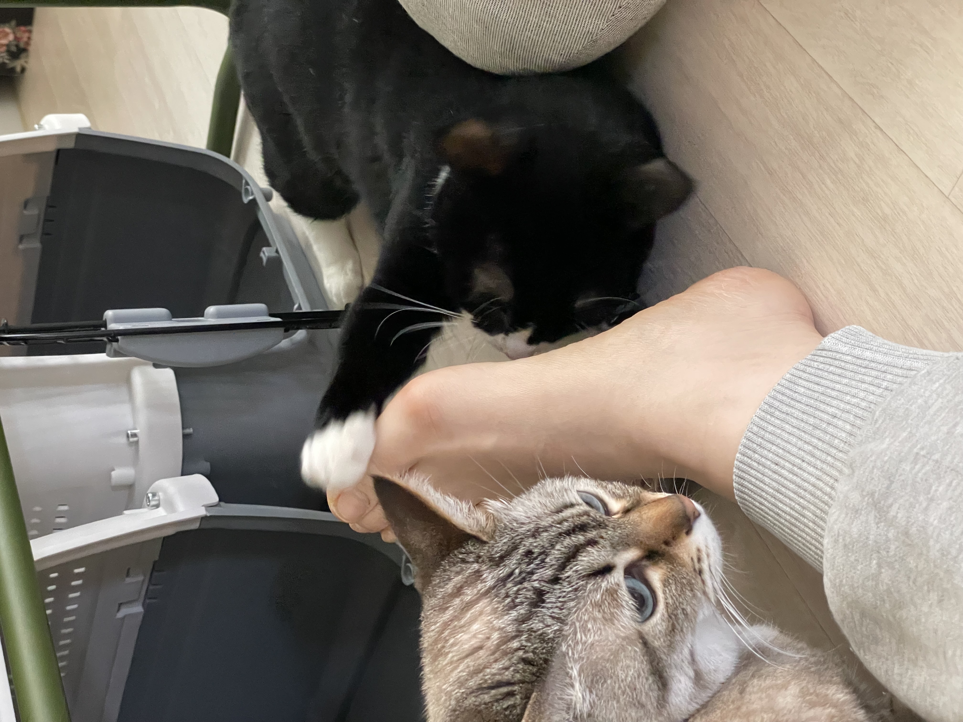 설이 (구, 쮸니) 입양 3개월 후기