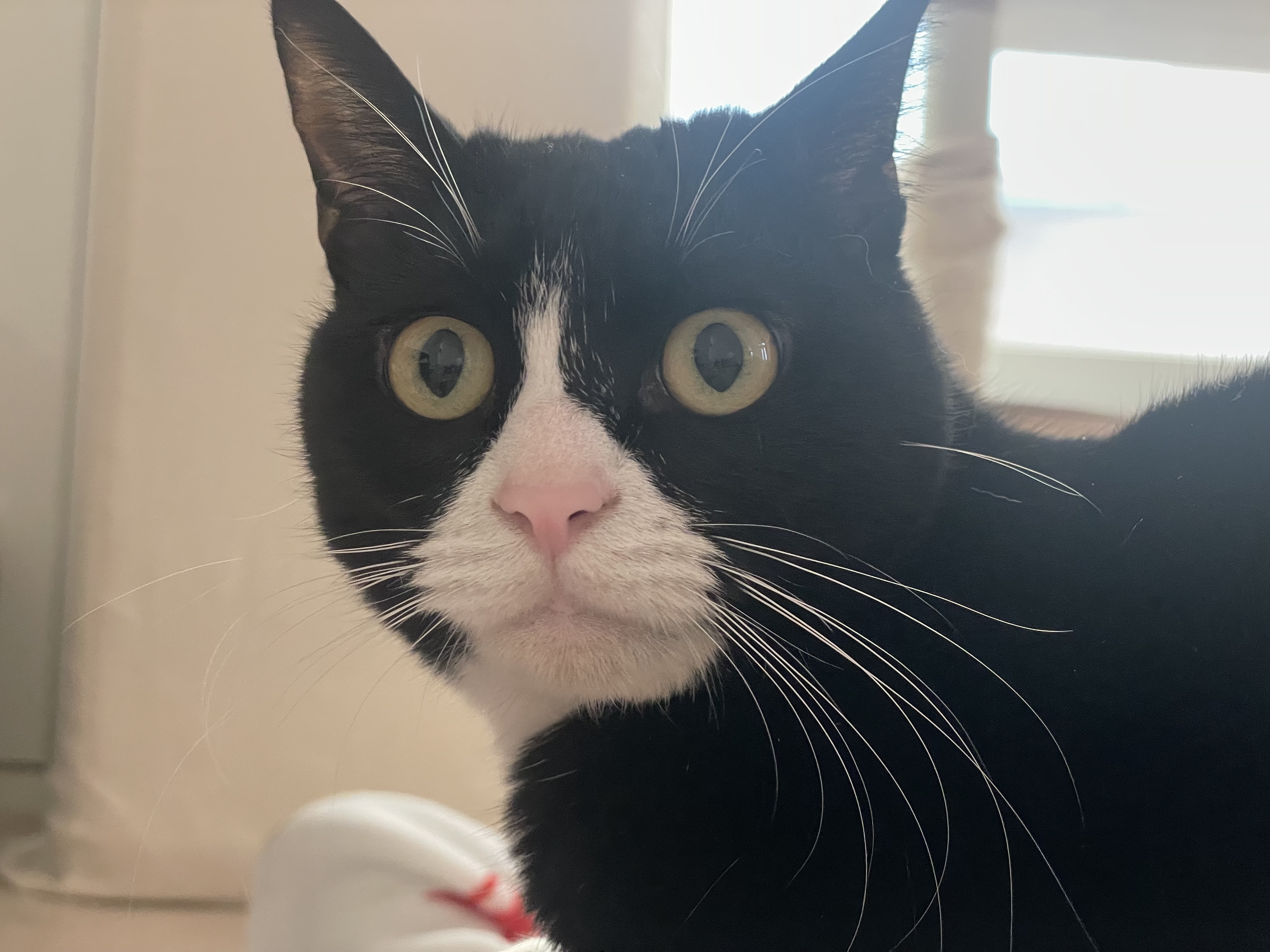 설이 (구, 쮸니) 입양 3개월 후기