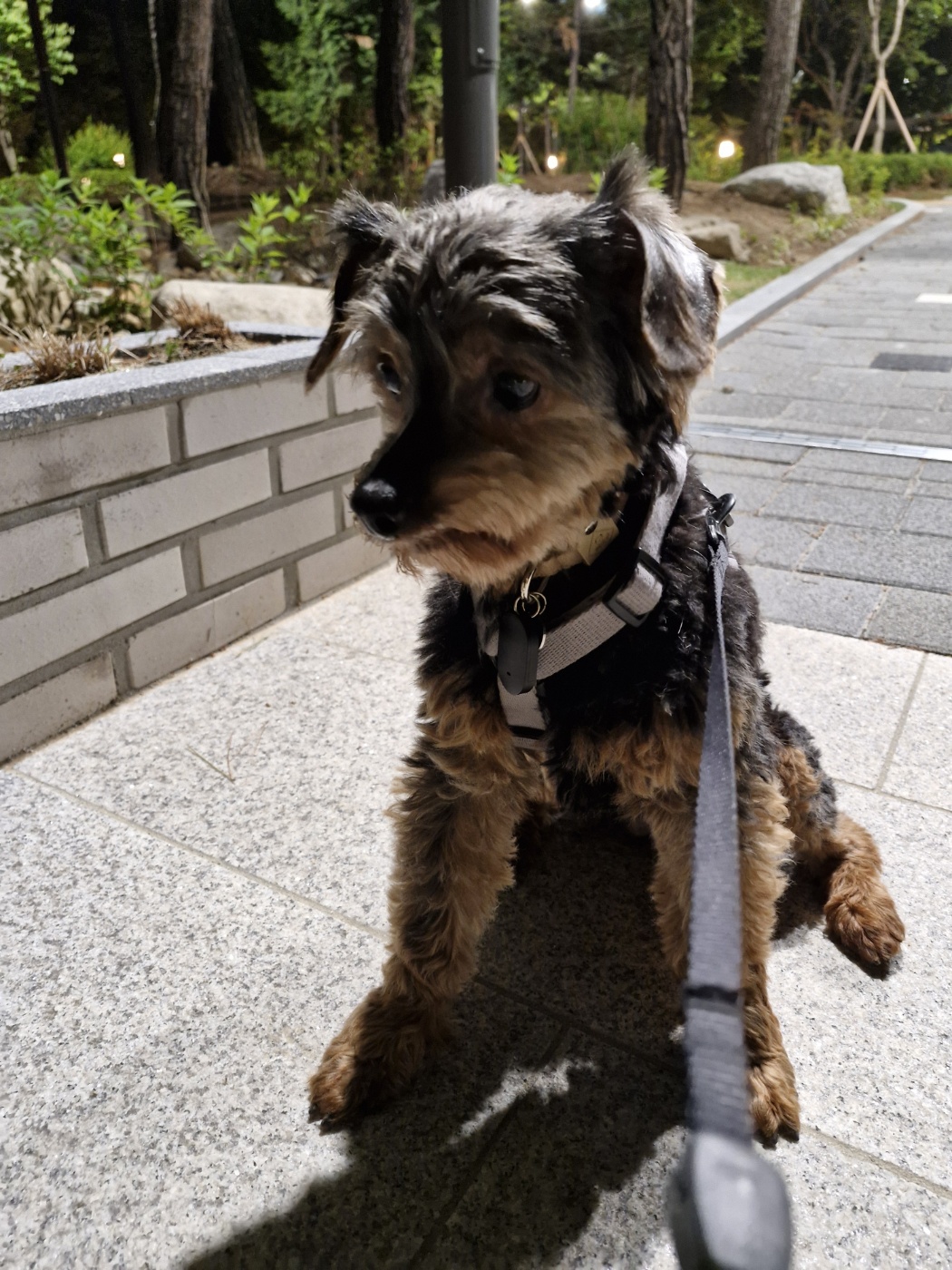 강준(코카)임시보호 1주일 후기 