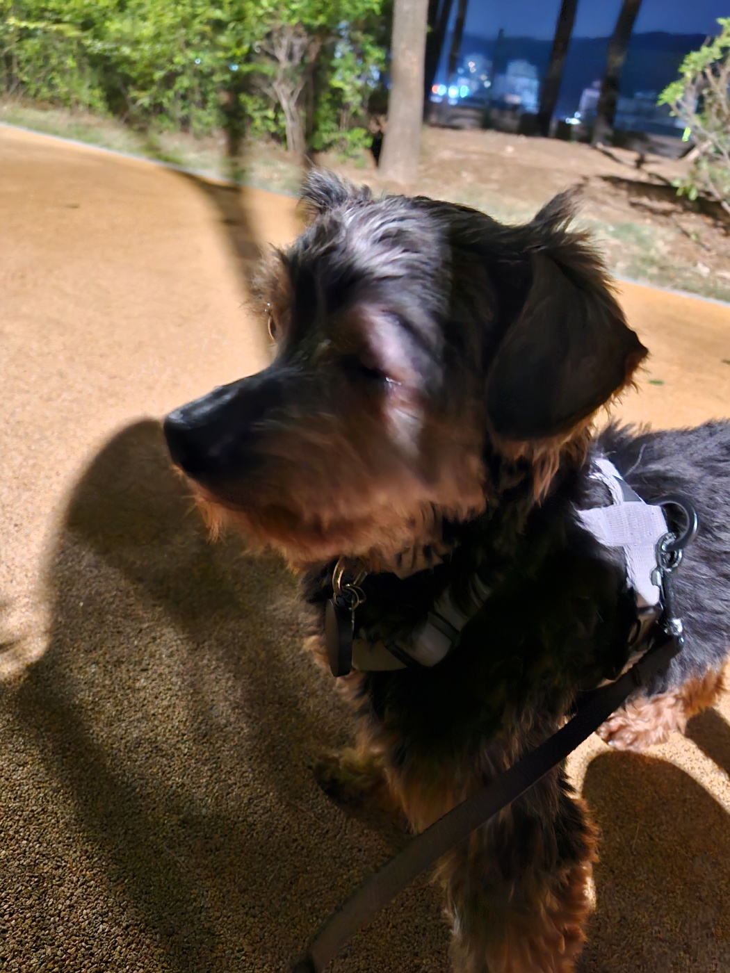 강준(코카)임시보호 1주일 후기 