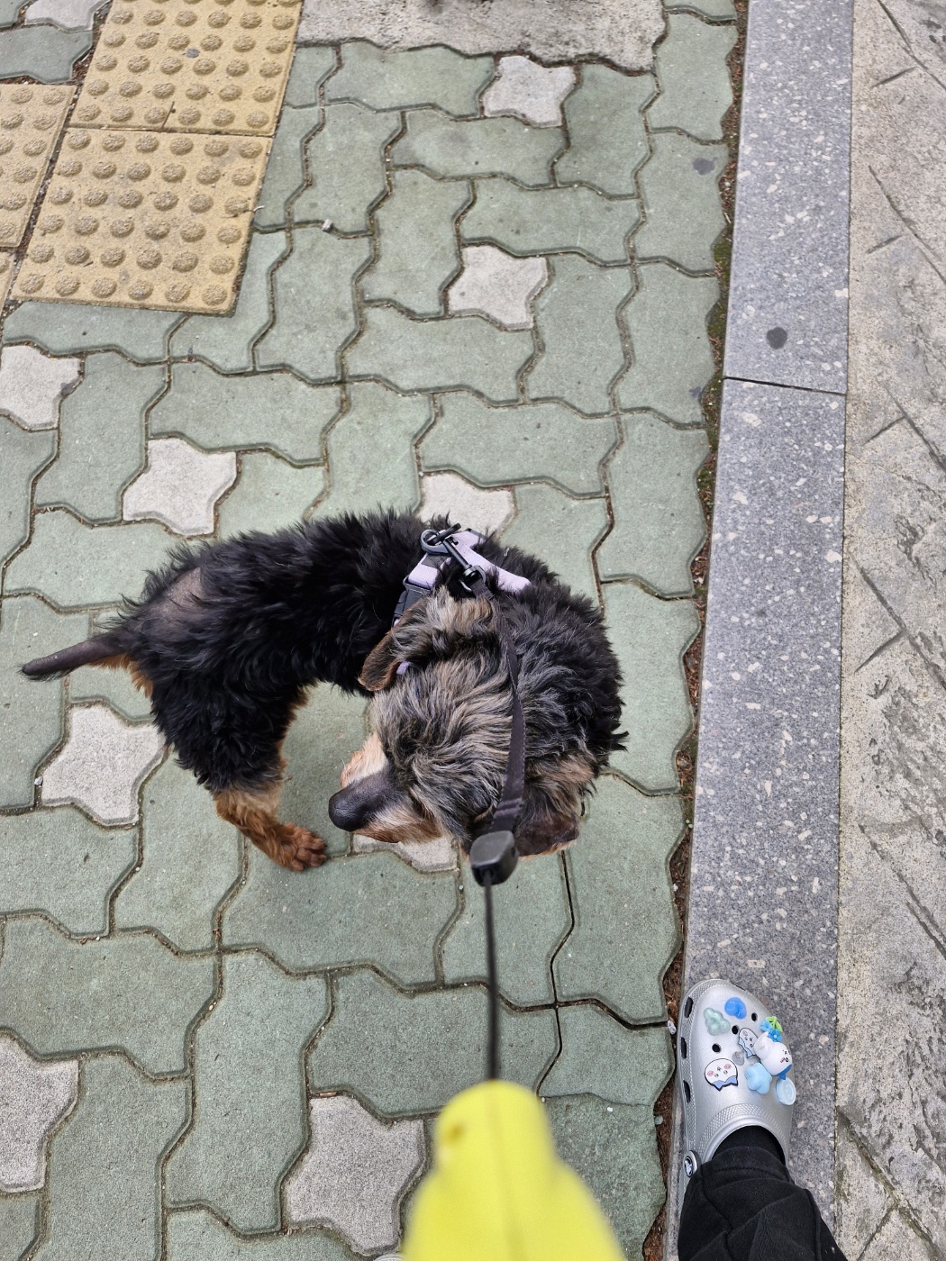 강준(코카)임시보호 1주일 후기 