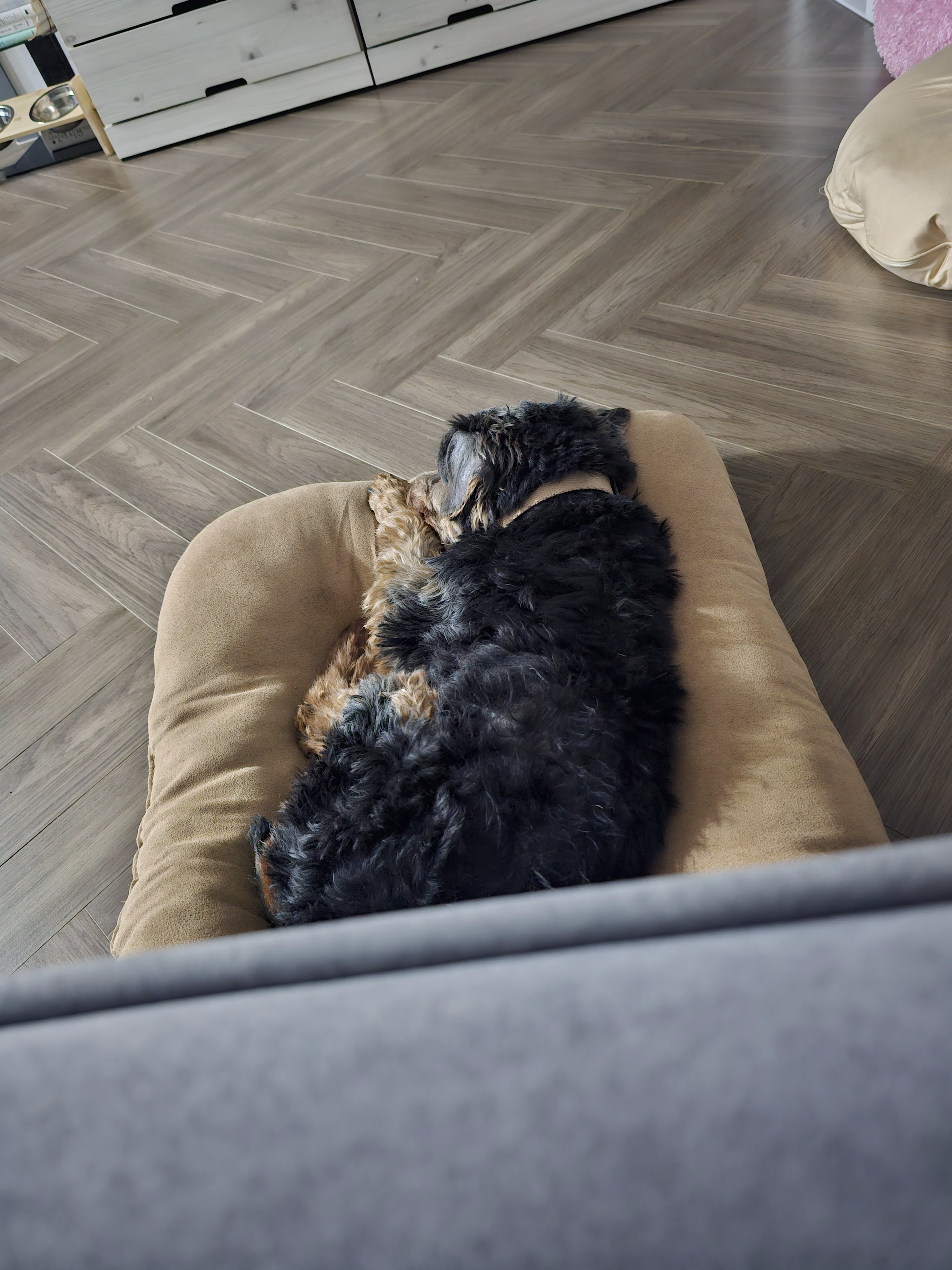 강준(코카)임시보호 1주일 후기 