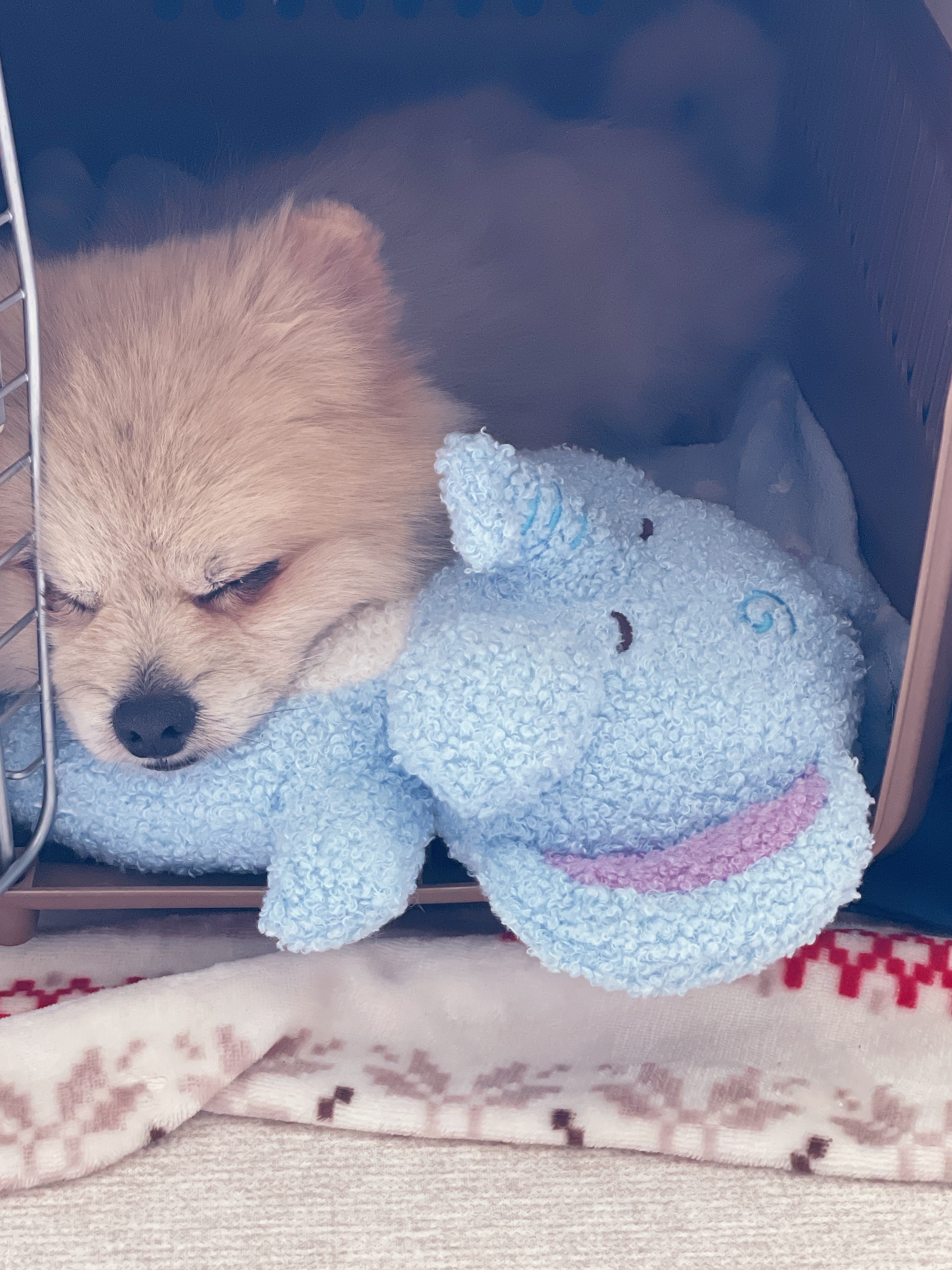 따봉(포키) 임보 한달 이야기💖