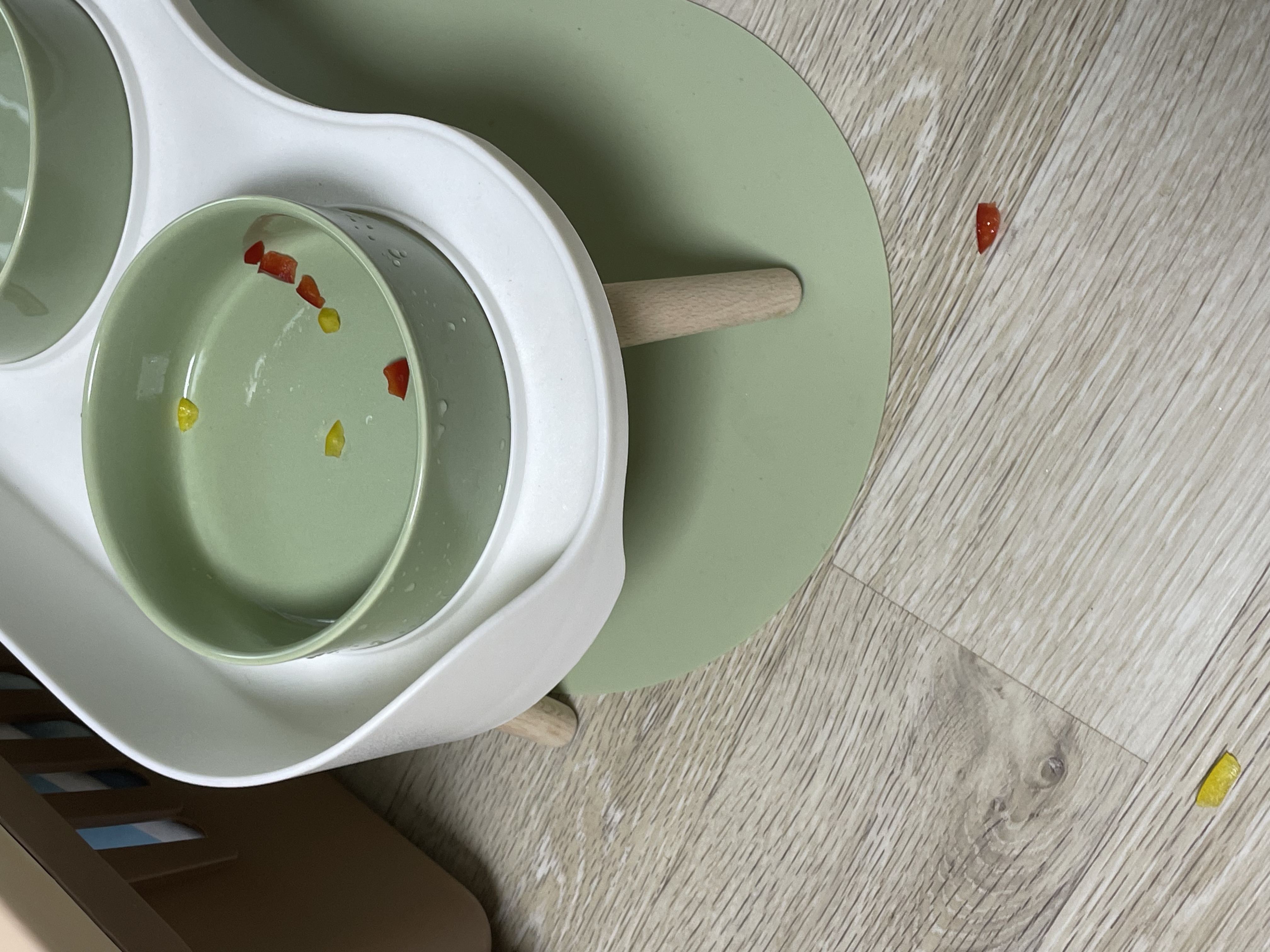 따봉(포키) 임보 한달 이야기💖