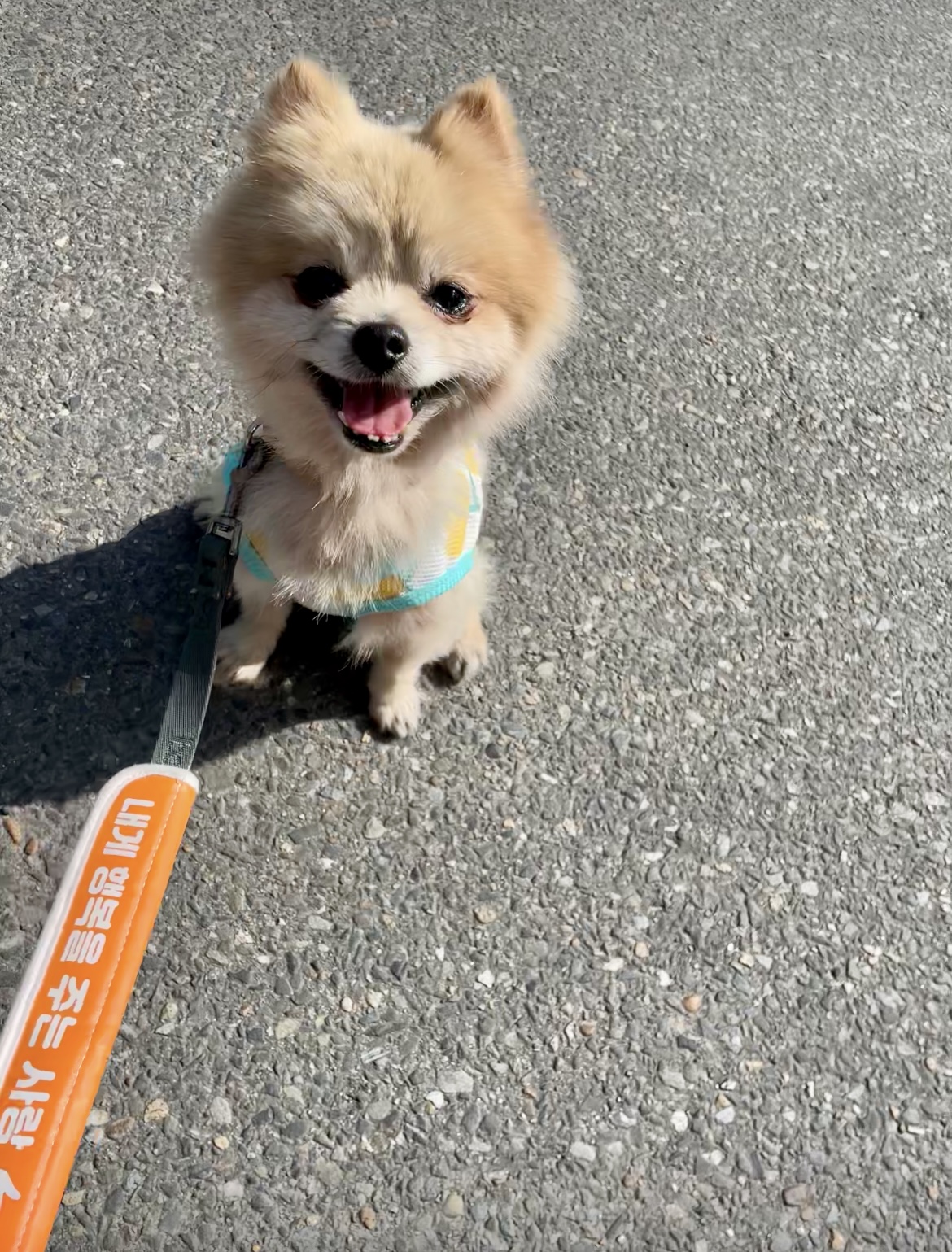 따봉(포키) 임보 한달 이야기💖