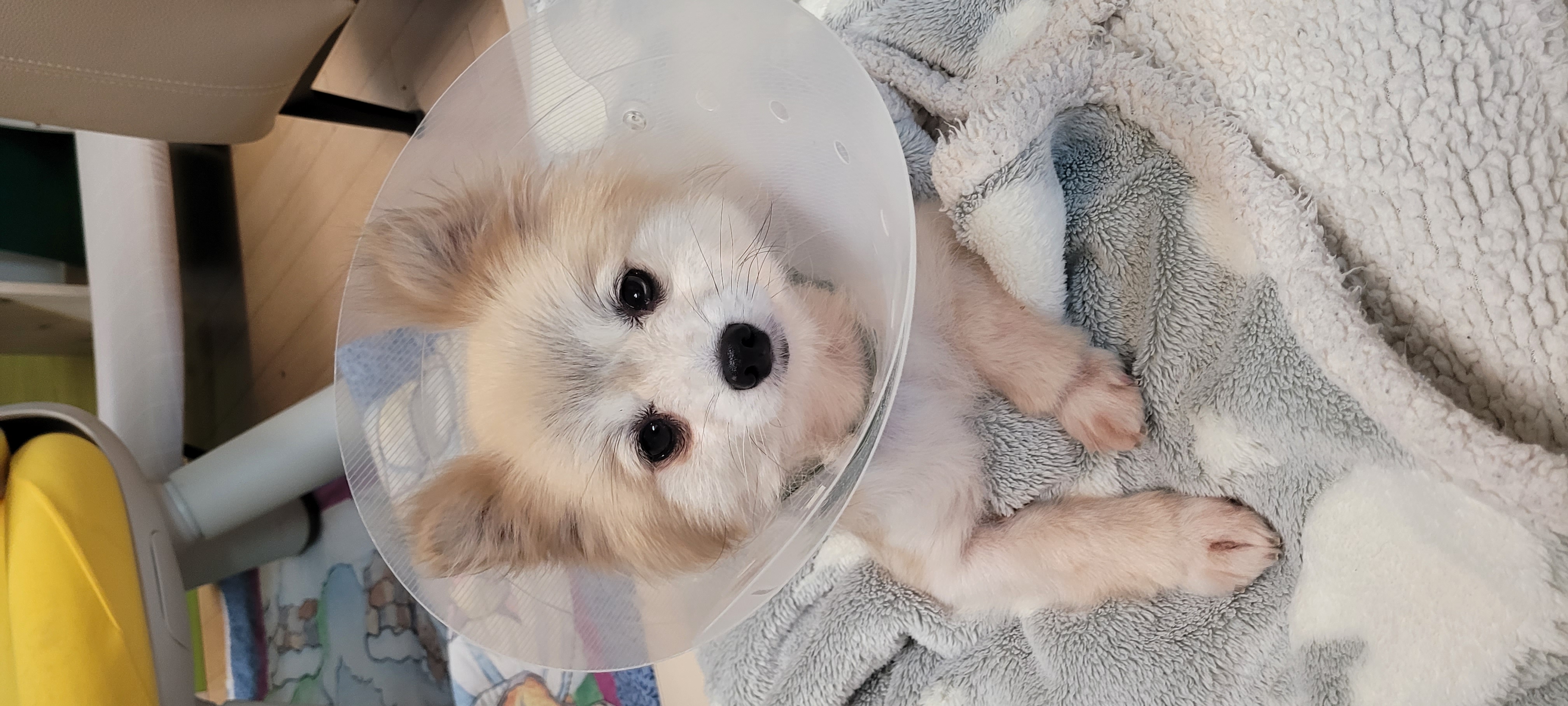 사랑이(구 뽀둥이) 한달 입양후기입니다.