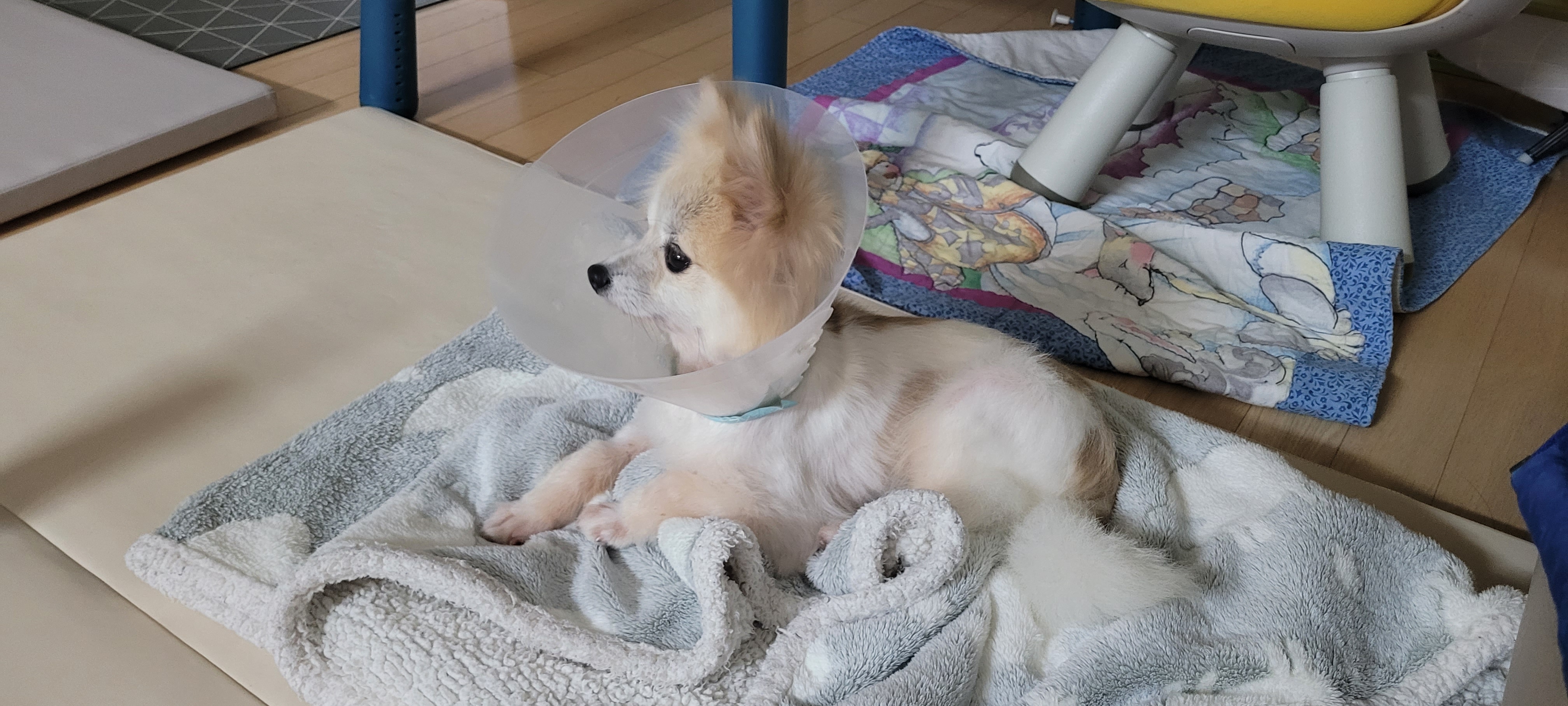 사랑이(구 뽀둥이) 한달 입양후기입니다.