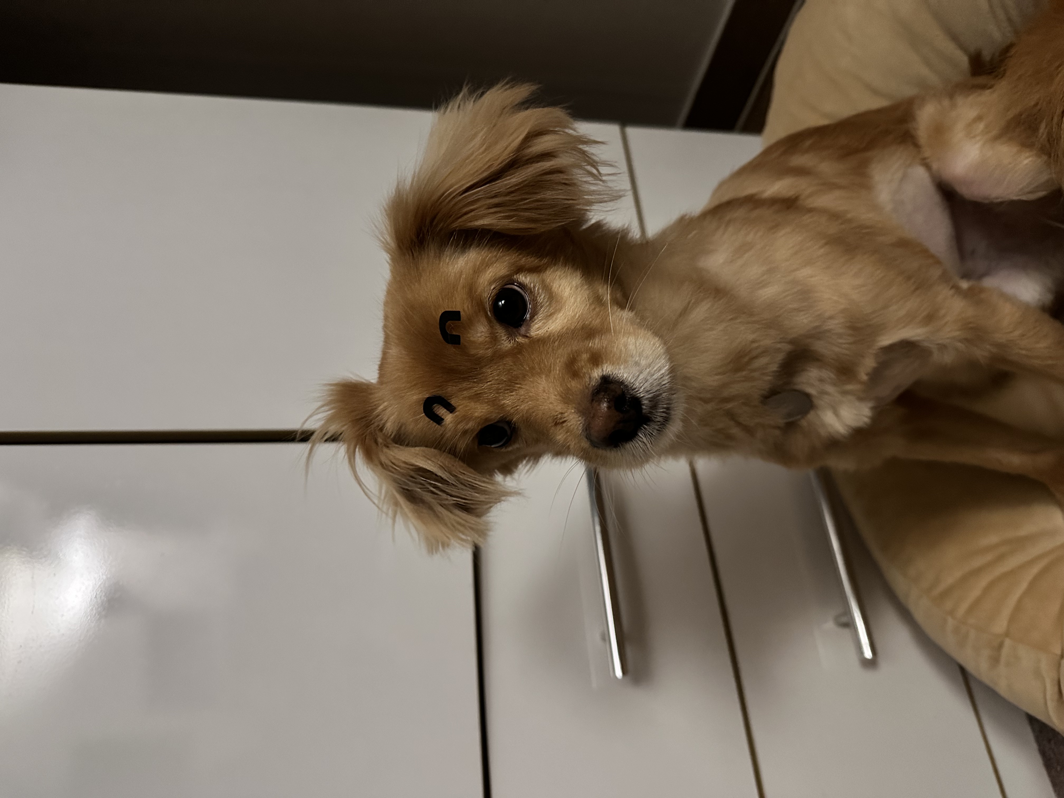 드디어 1주년 축하해 아코야!!