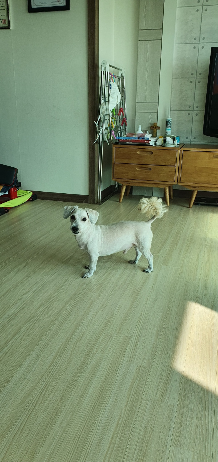 뿅이 무지개다리건너다