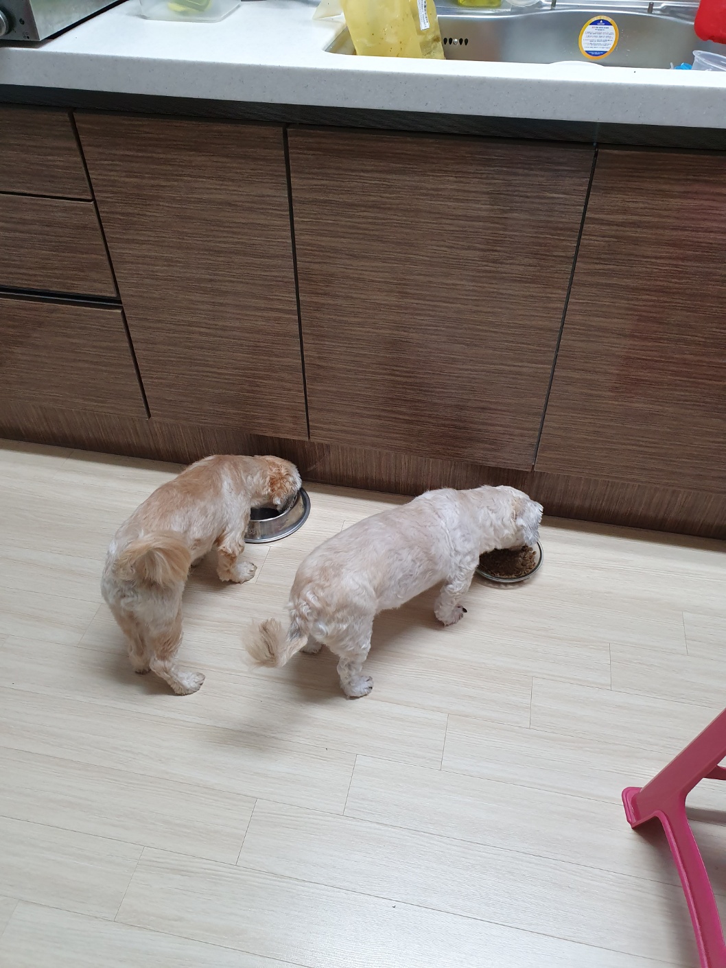 뿅이 무지개다리건너다