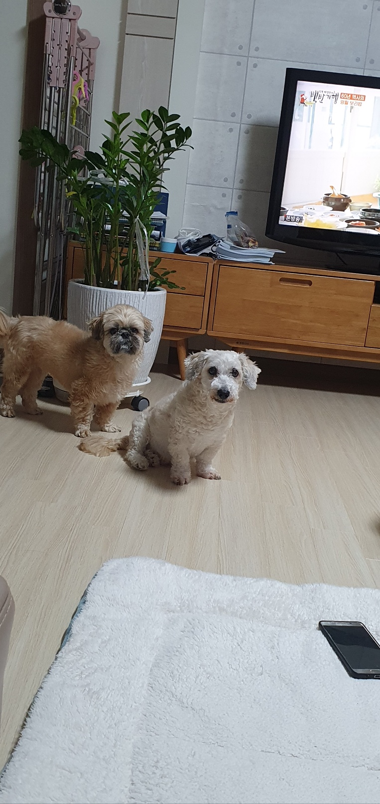 뿅이 무지개다리건너다