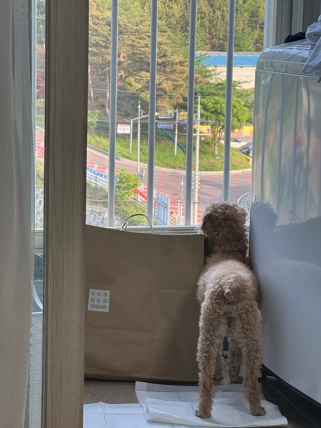 (구)배순 (현)짱아&짱구 일주일 임보일기