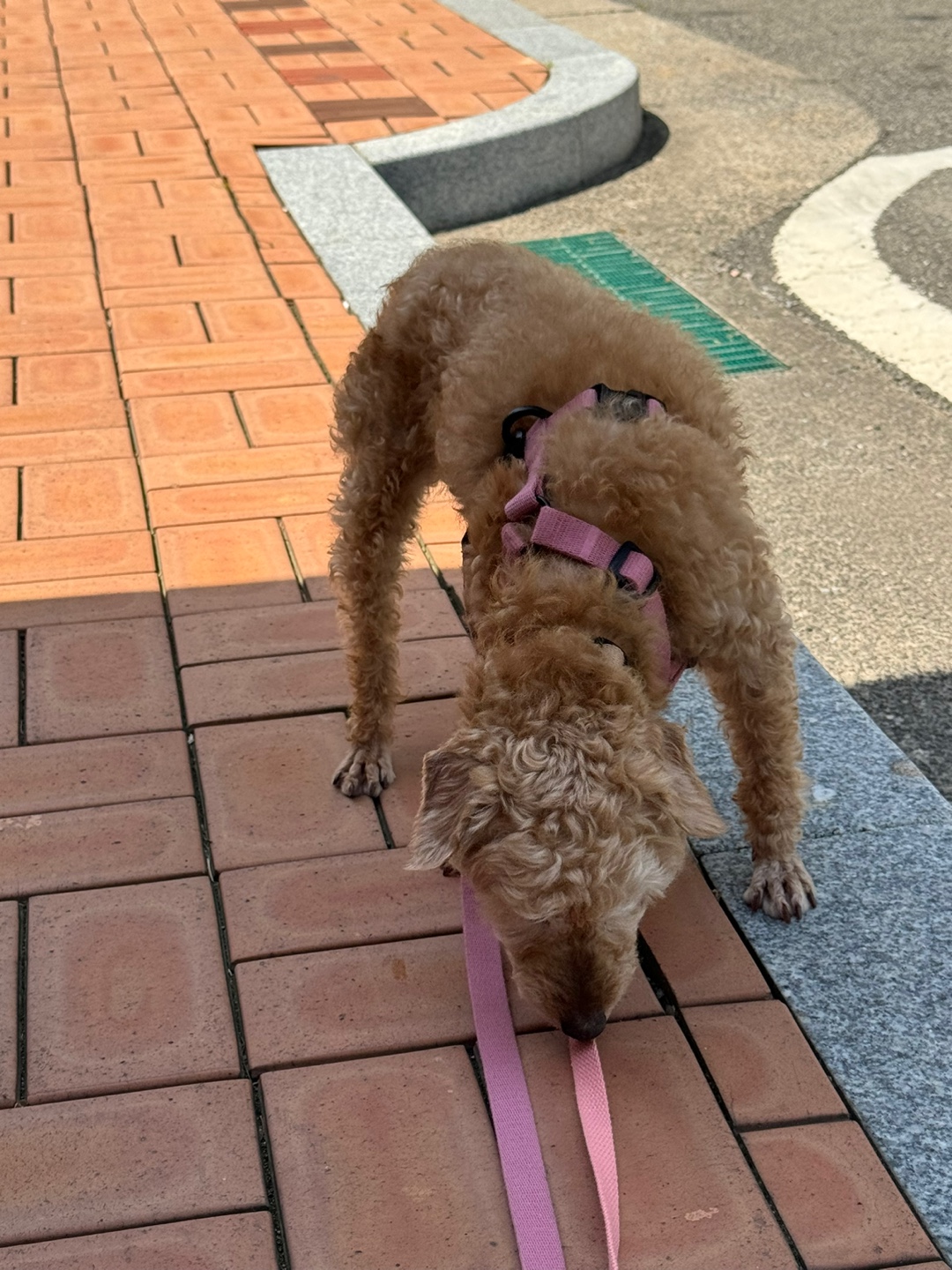 (구)배순 (현)짱아&짱구 일주일 임보일기