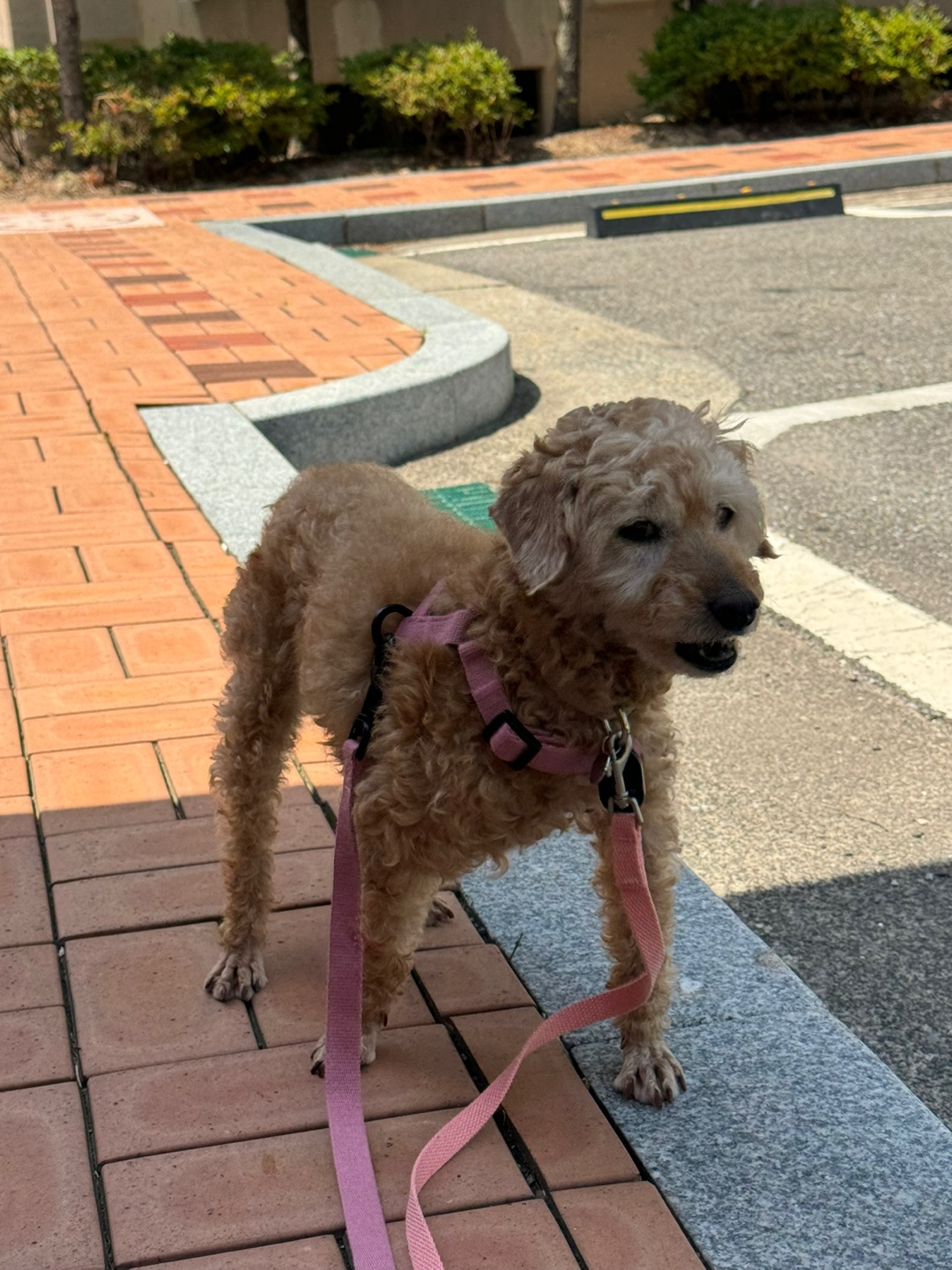 (구)배순 (현)짱아&짱구 일주일 임보일기