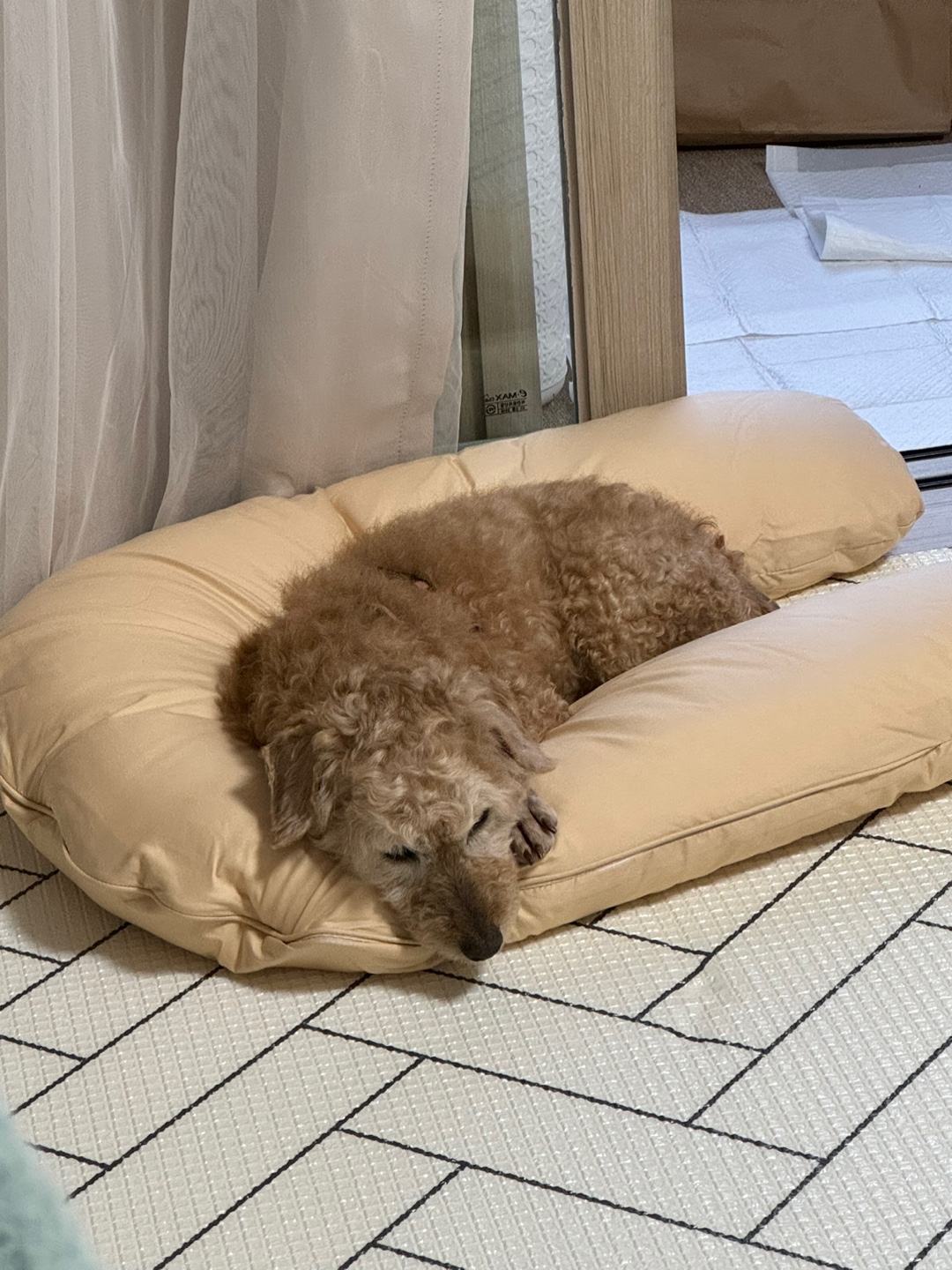 (구)배순 (현)짱아&짱구 일주일 임보일기