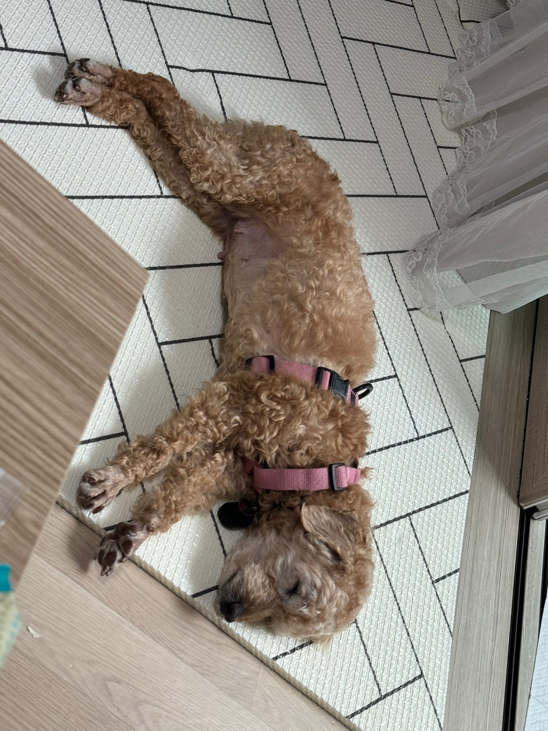 (구)배순 (현)짱아&짱구 일주일 임보일기