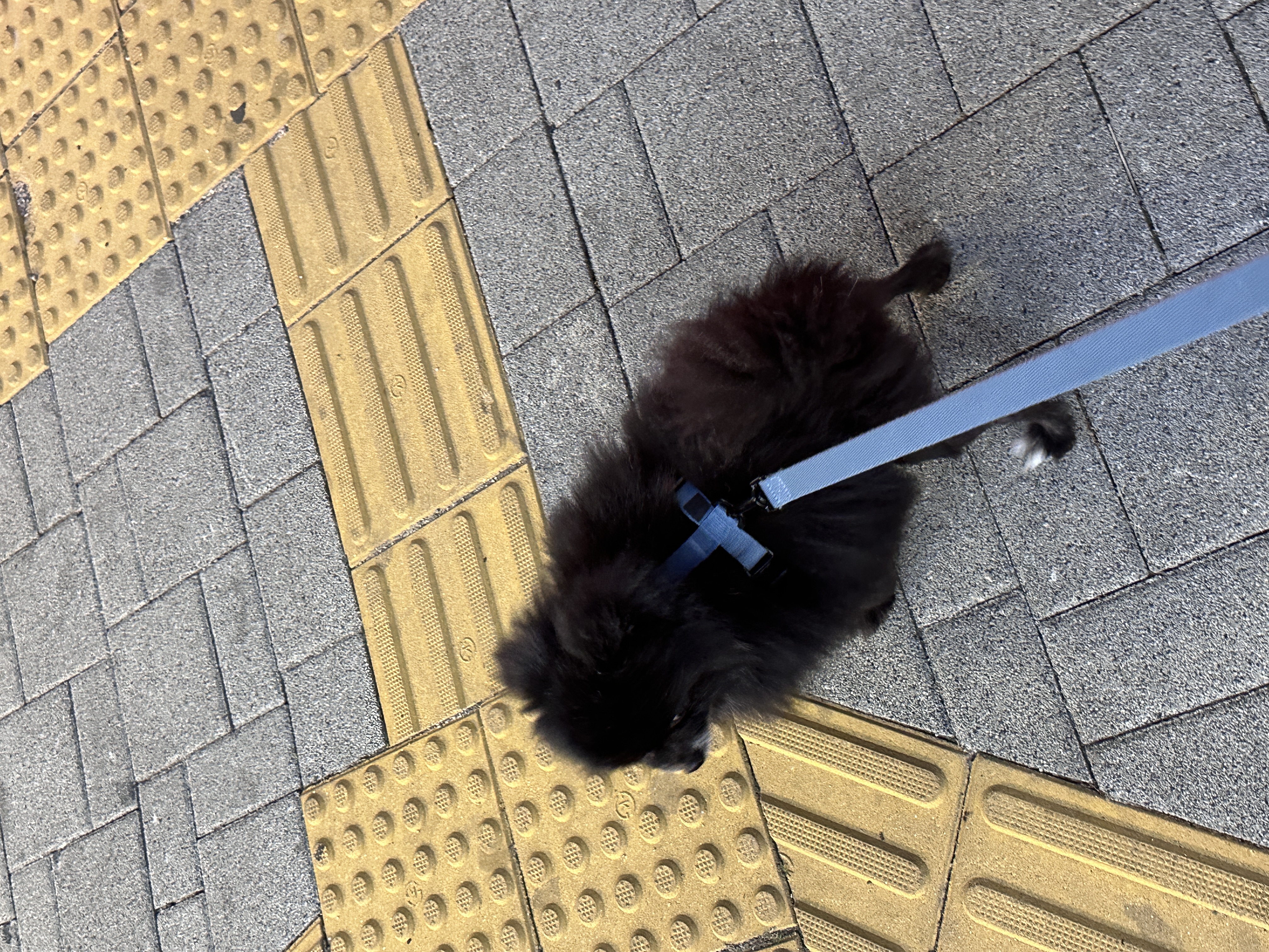 하포 -> 청도콩자반 입양 일주일차