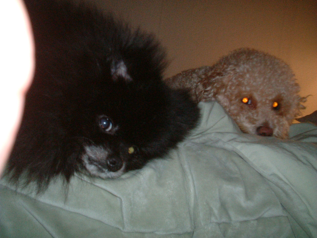 하포 -> 청도콩자반 입양 일주일차