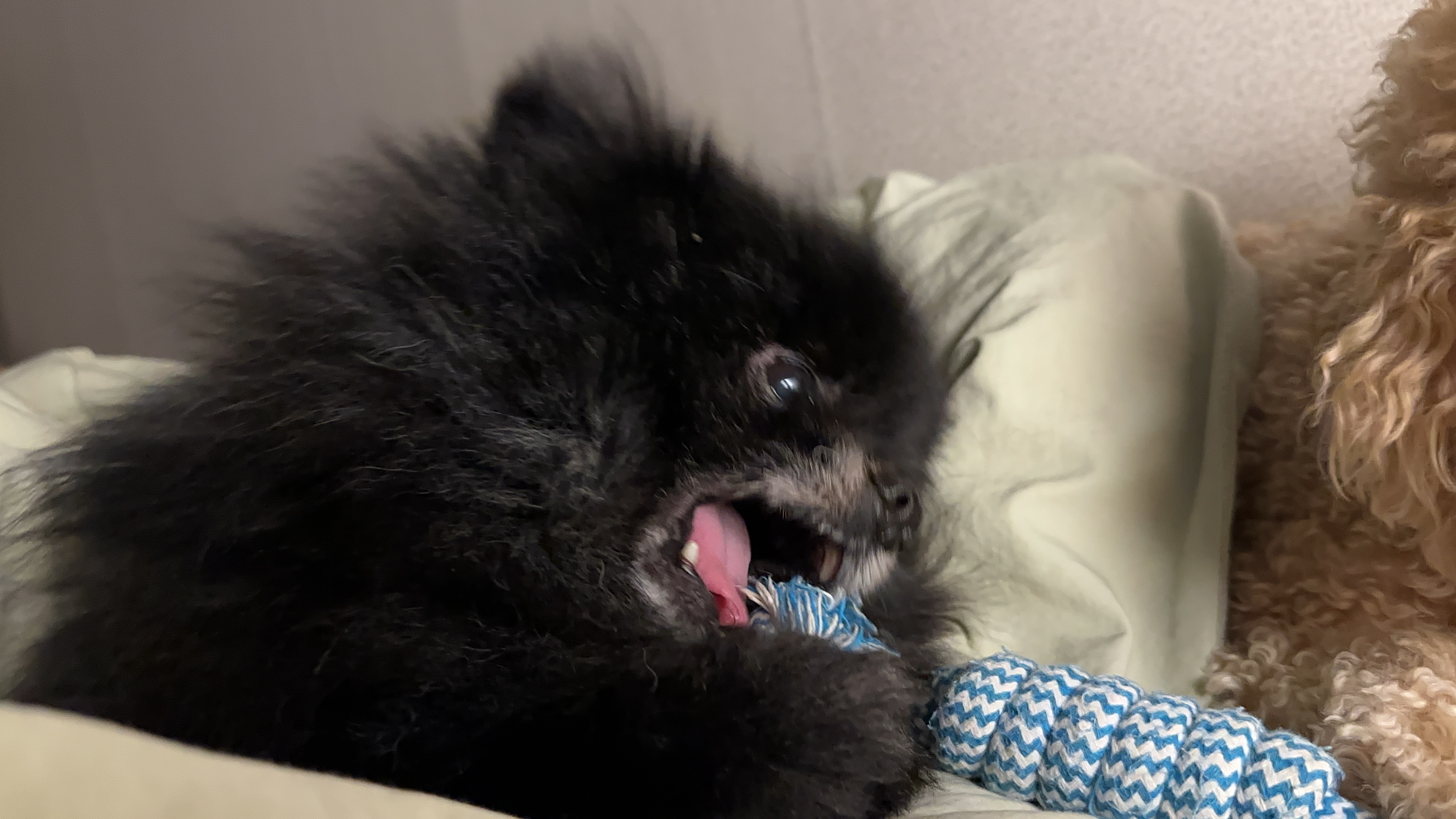 하포 -> 청도콩자반 입양 일주일차