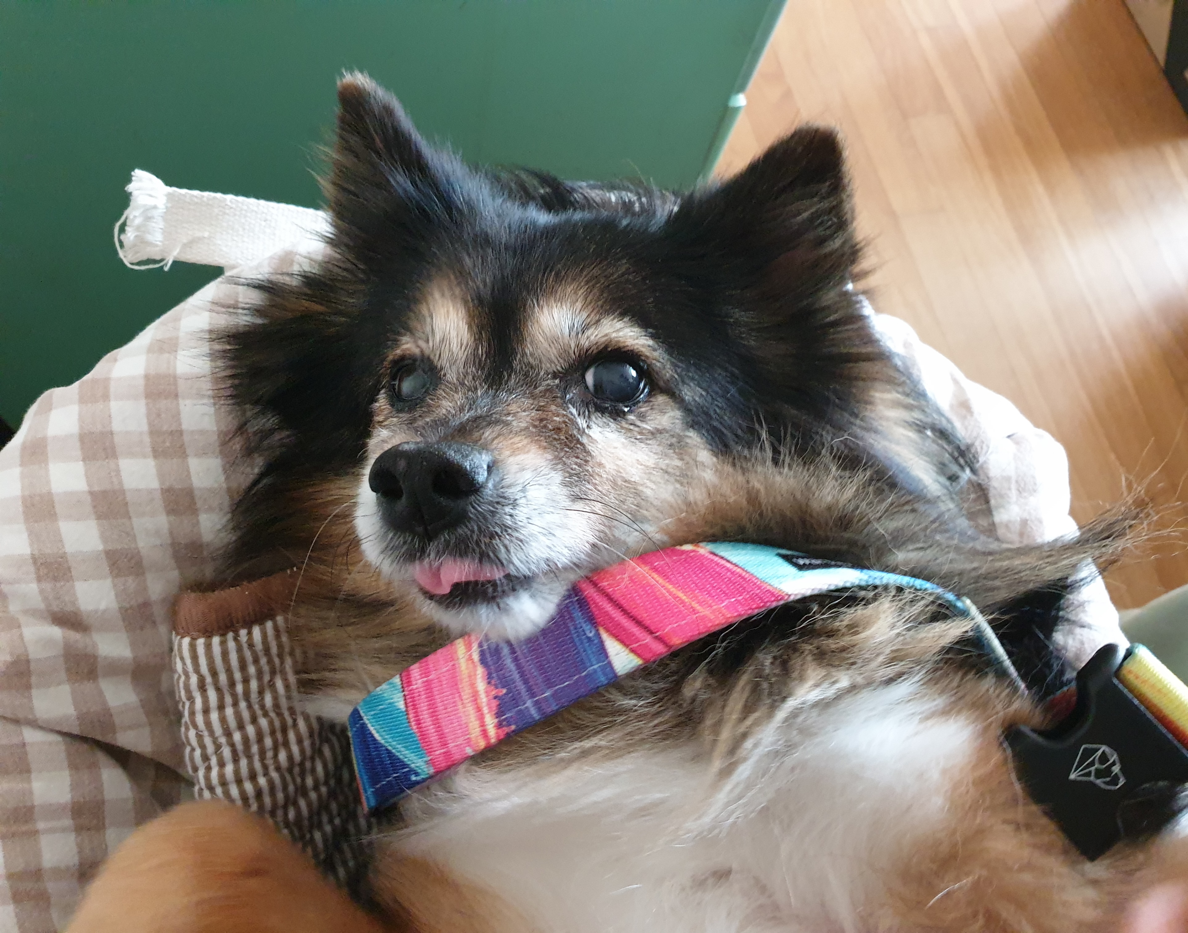 베를린이 15살이 되었어요