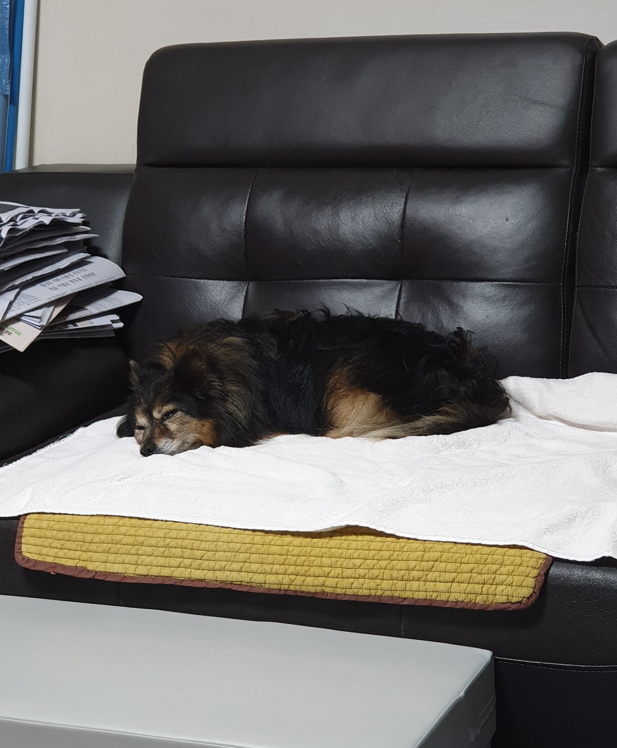 베를린이 15살이 되었어요