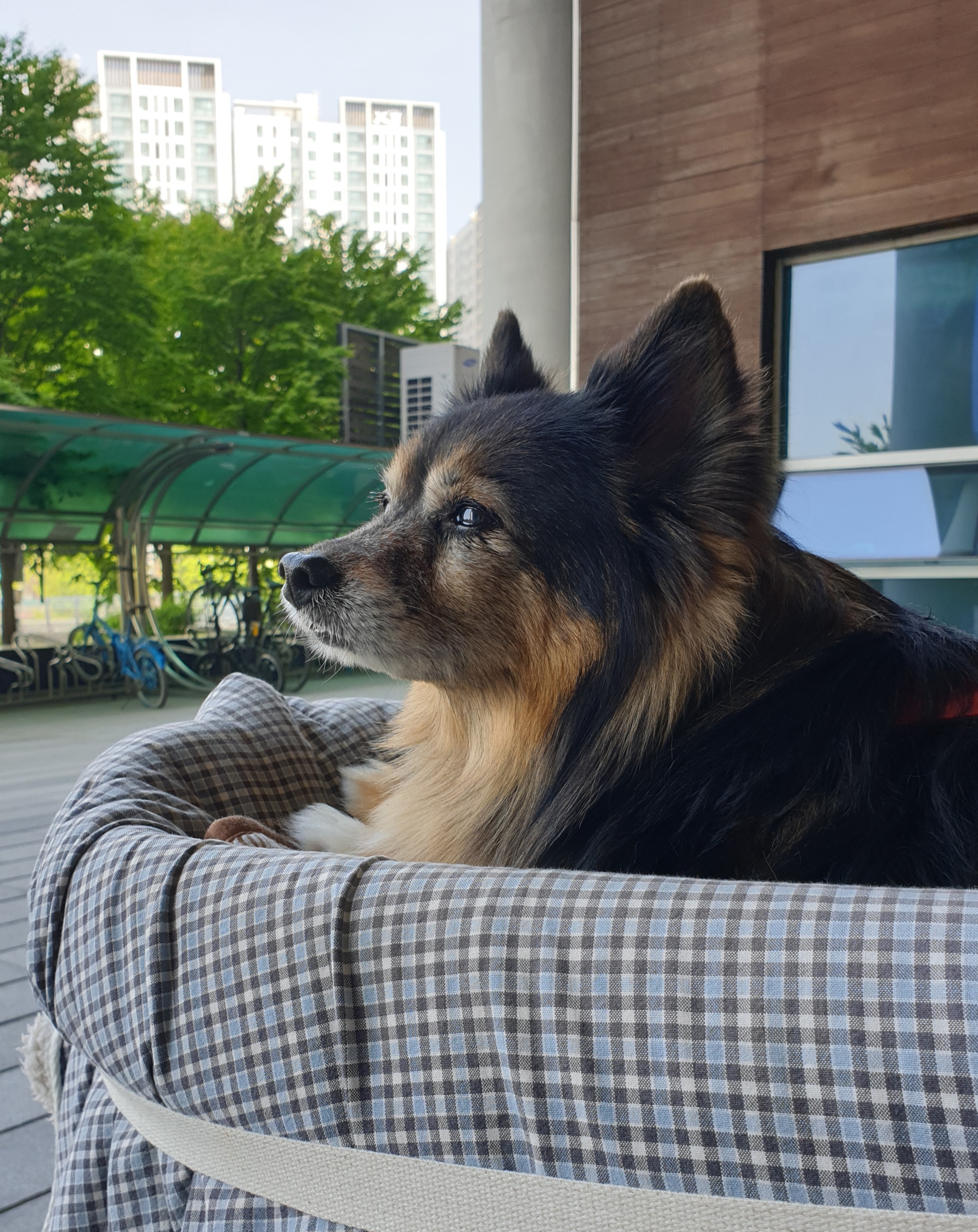 베를린이 15살이 되었어요