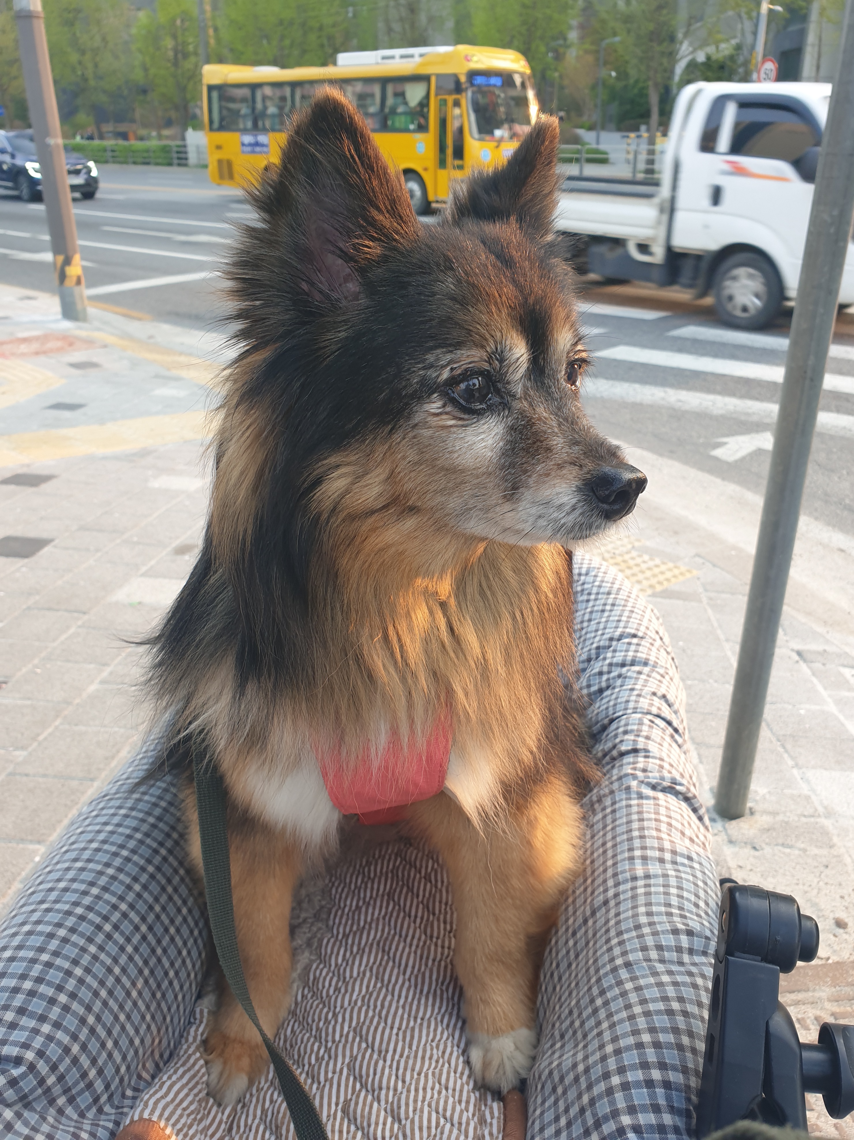 베를린이 15살이 되었어요