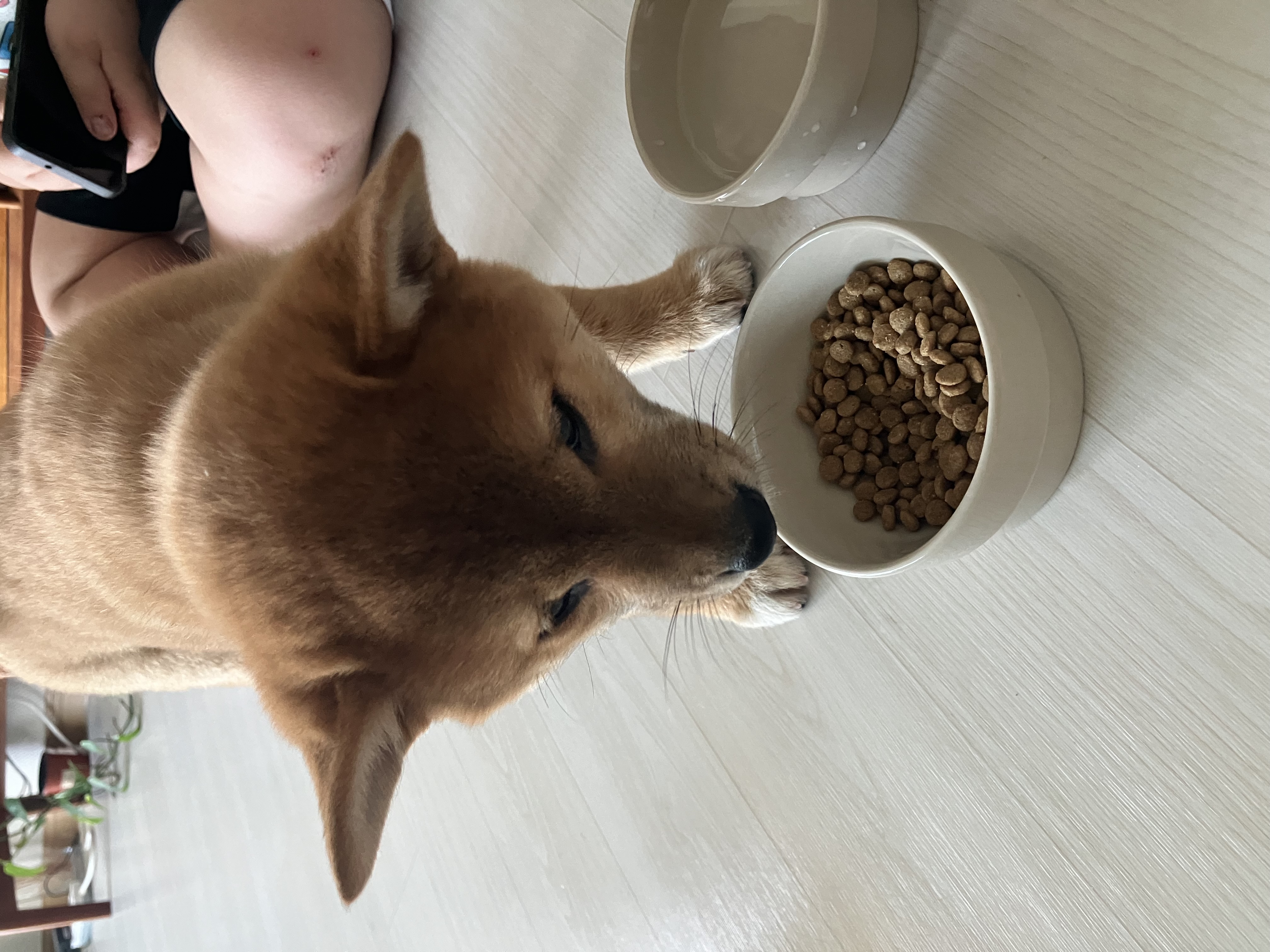 쫄순이(초코) 입양했습니다