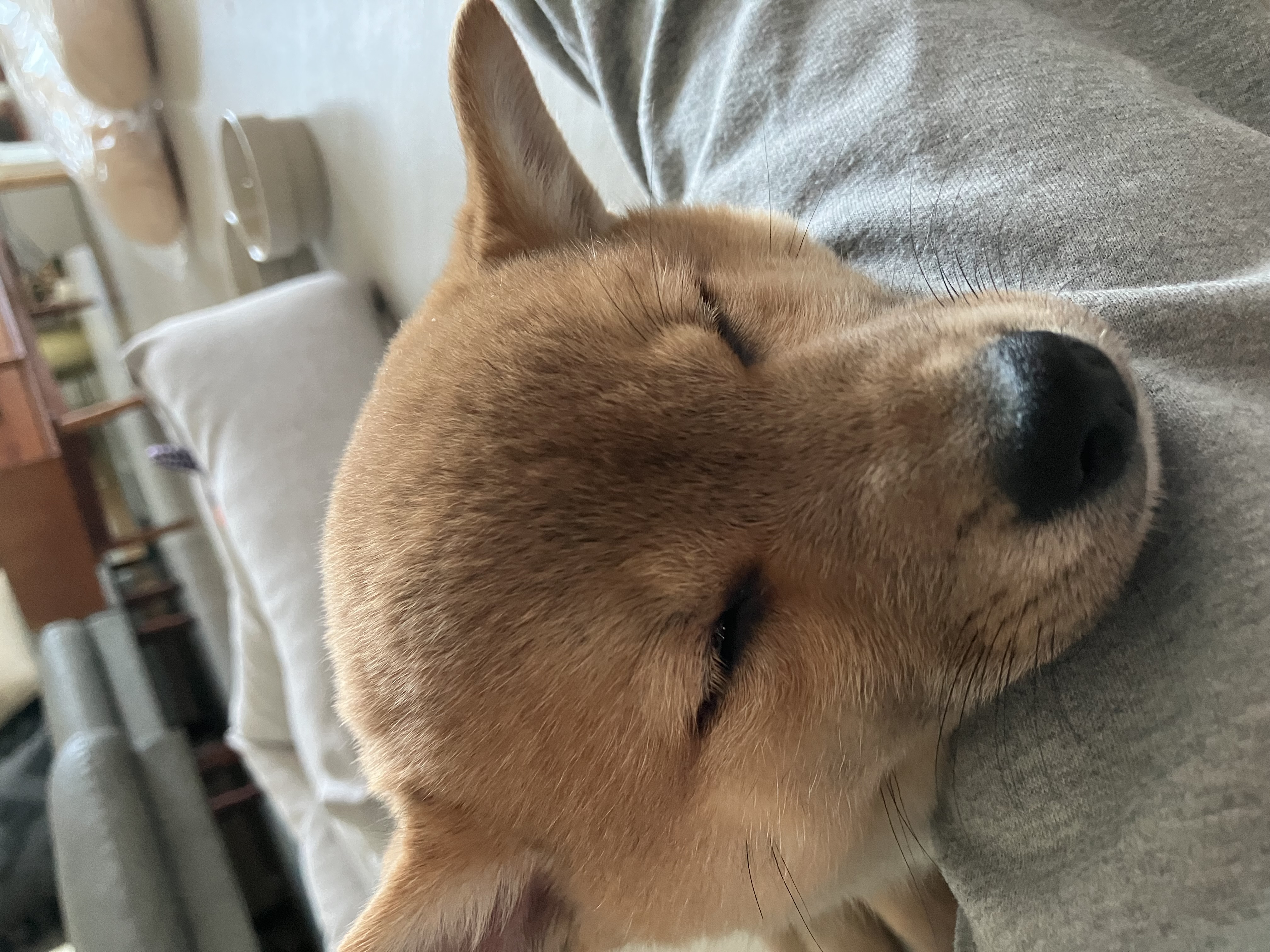 쫄순이(초코) 입양했습니다