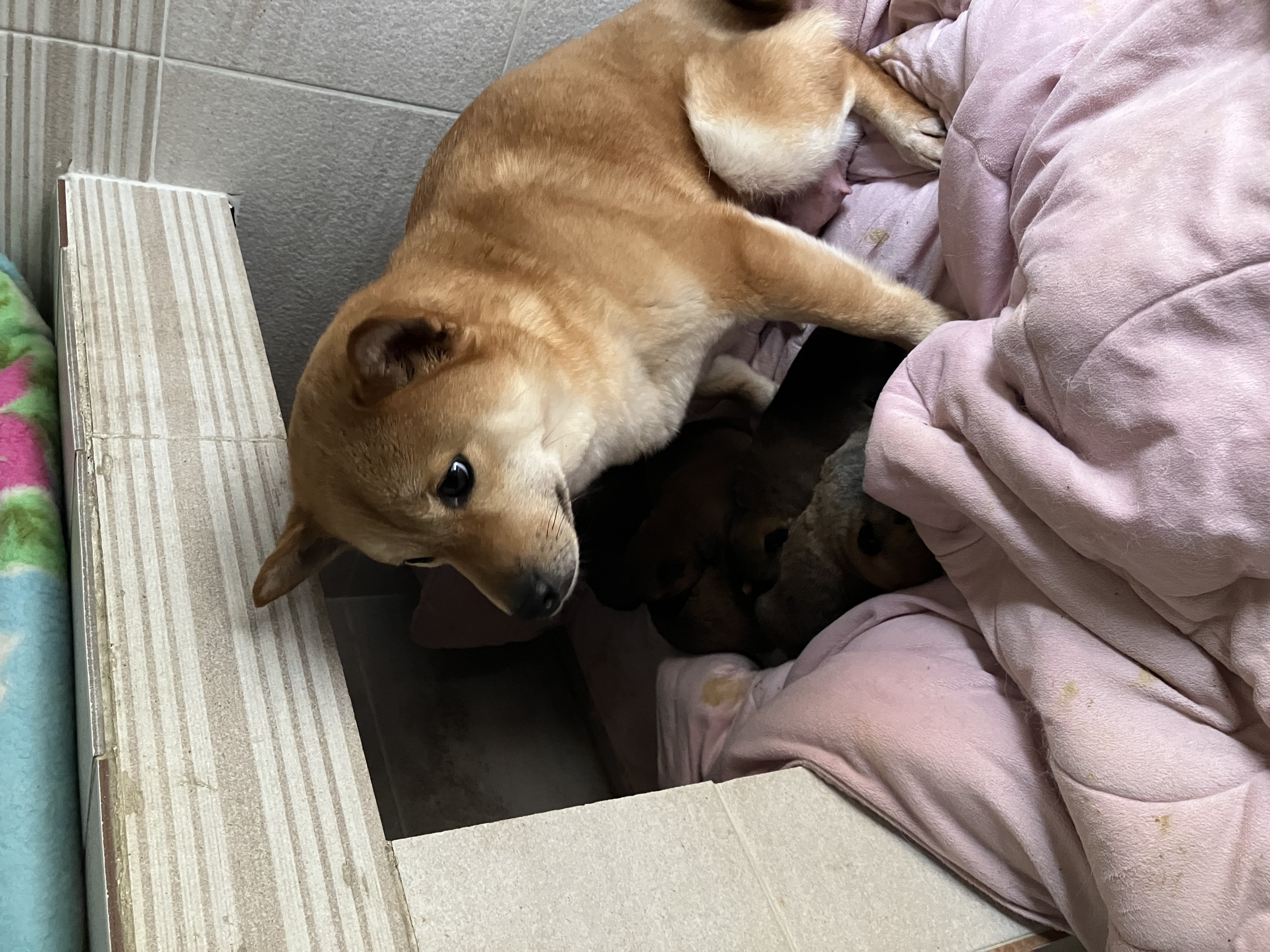 쫄순이(초코) 입양했습니다