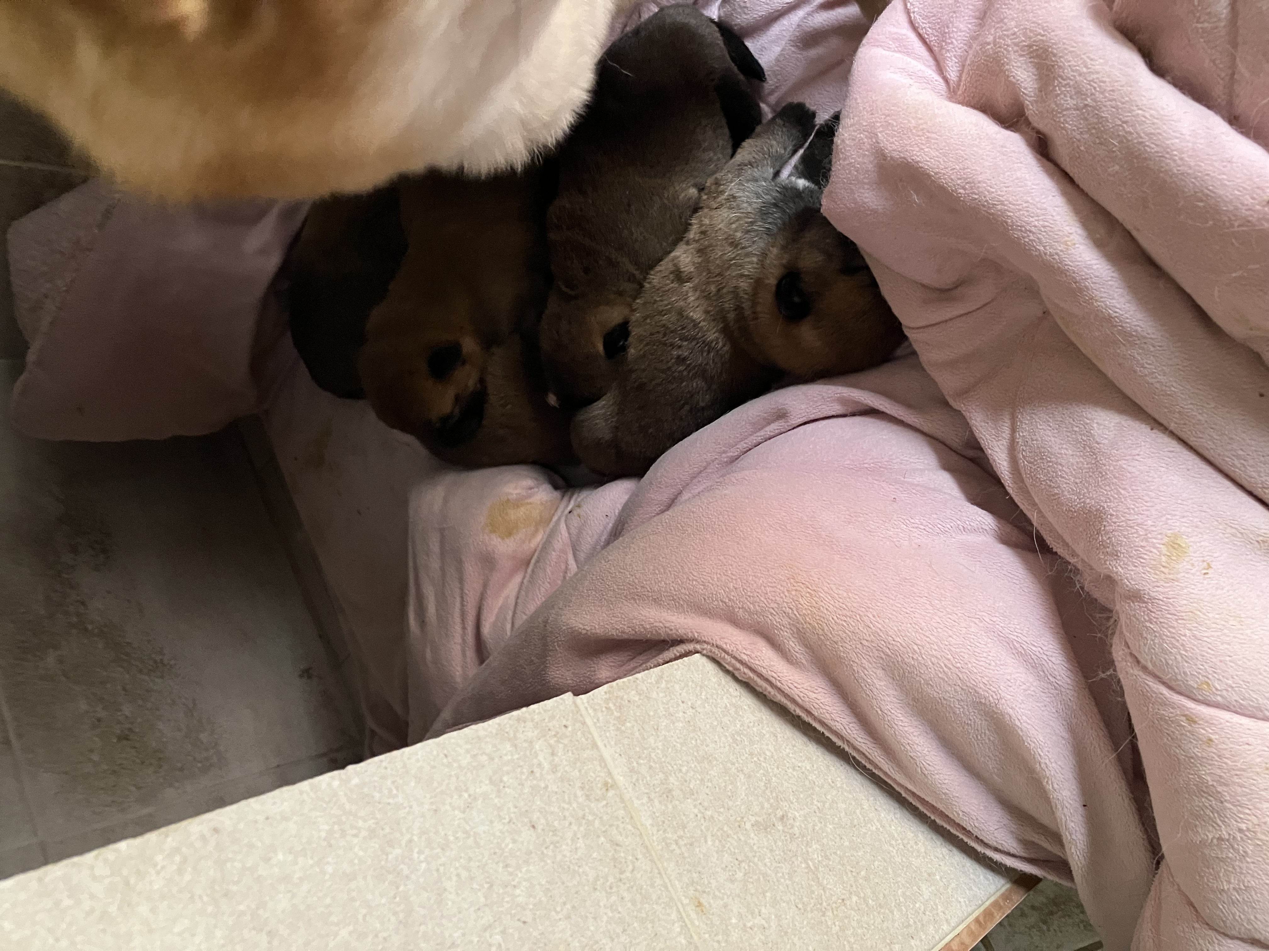 쫄순이(초코) 입양했습니다